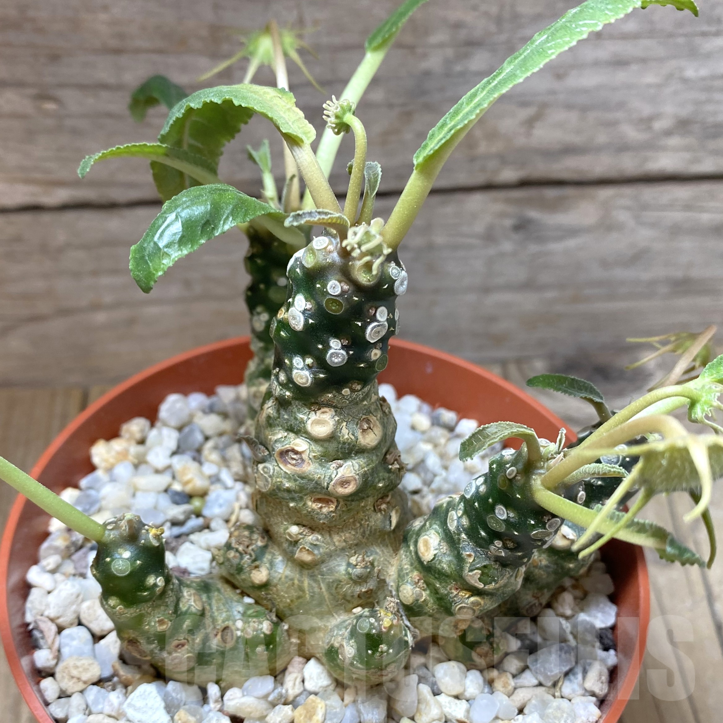 SHPR41746 Dorstenia foetida, old 8 years