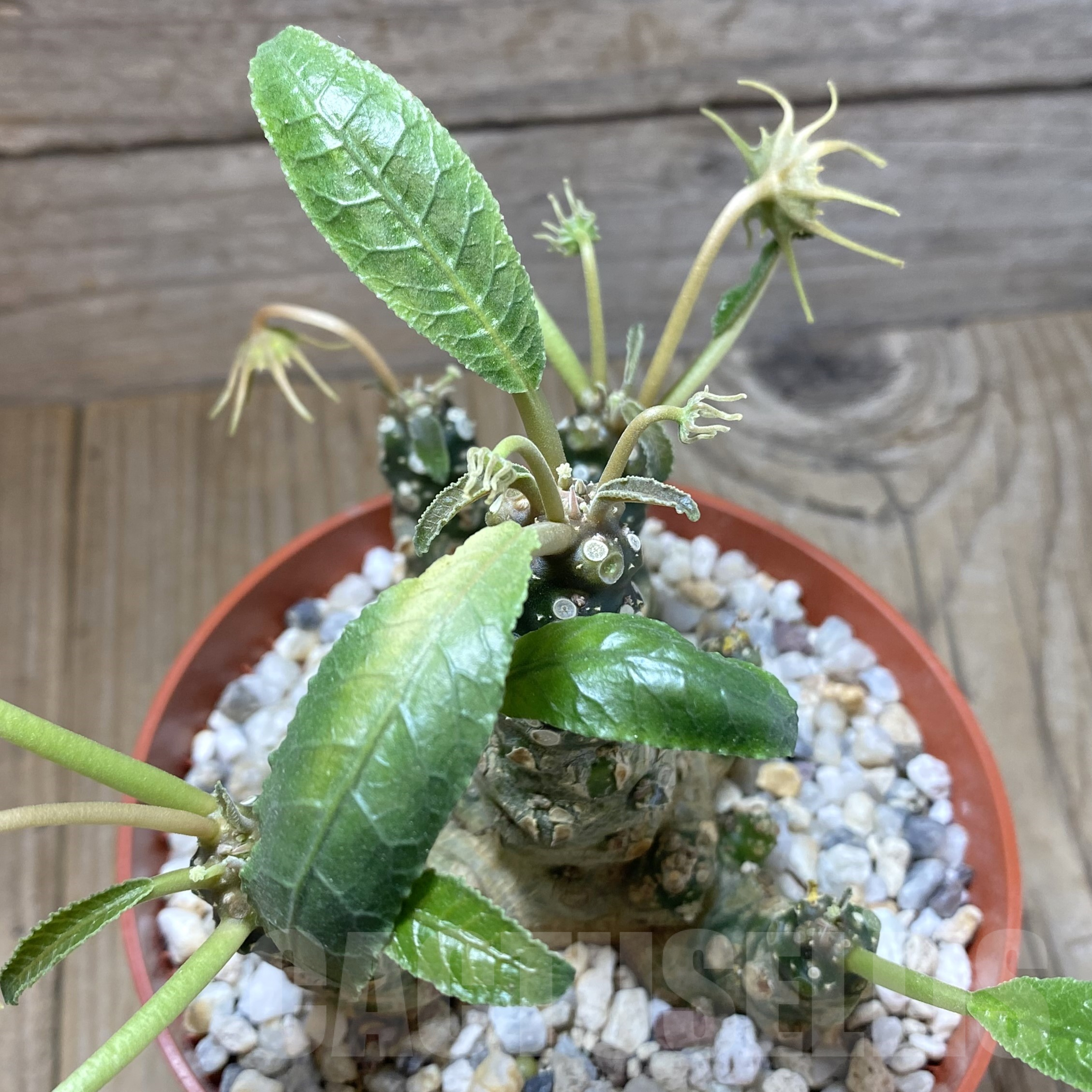 SHPR41746 Dorstenia foetida, old 8 years – Image 2