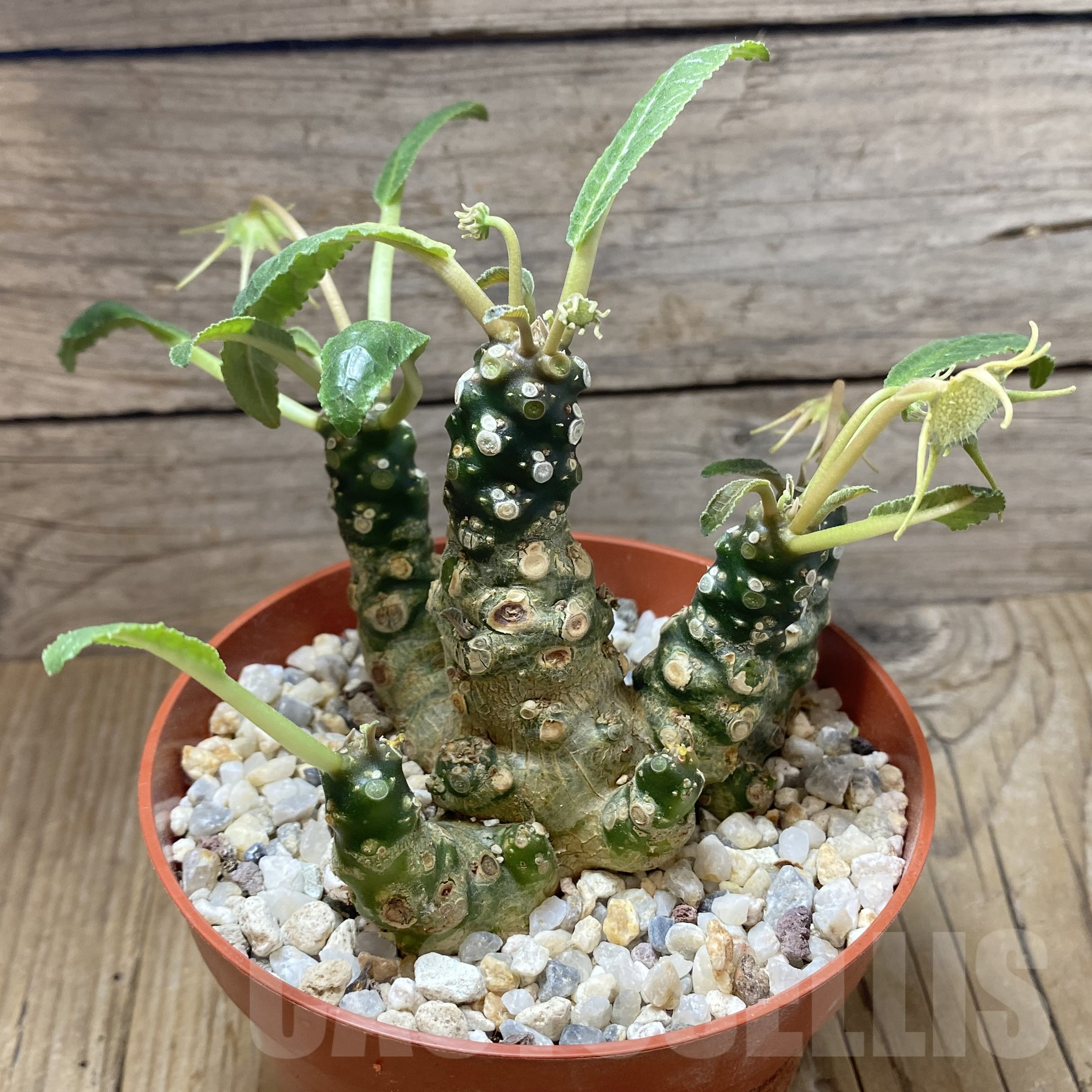 SHPR41746 Dorstenia foetida, old 8 years – Image 3