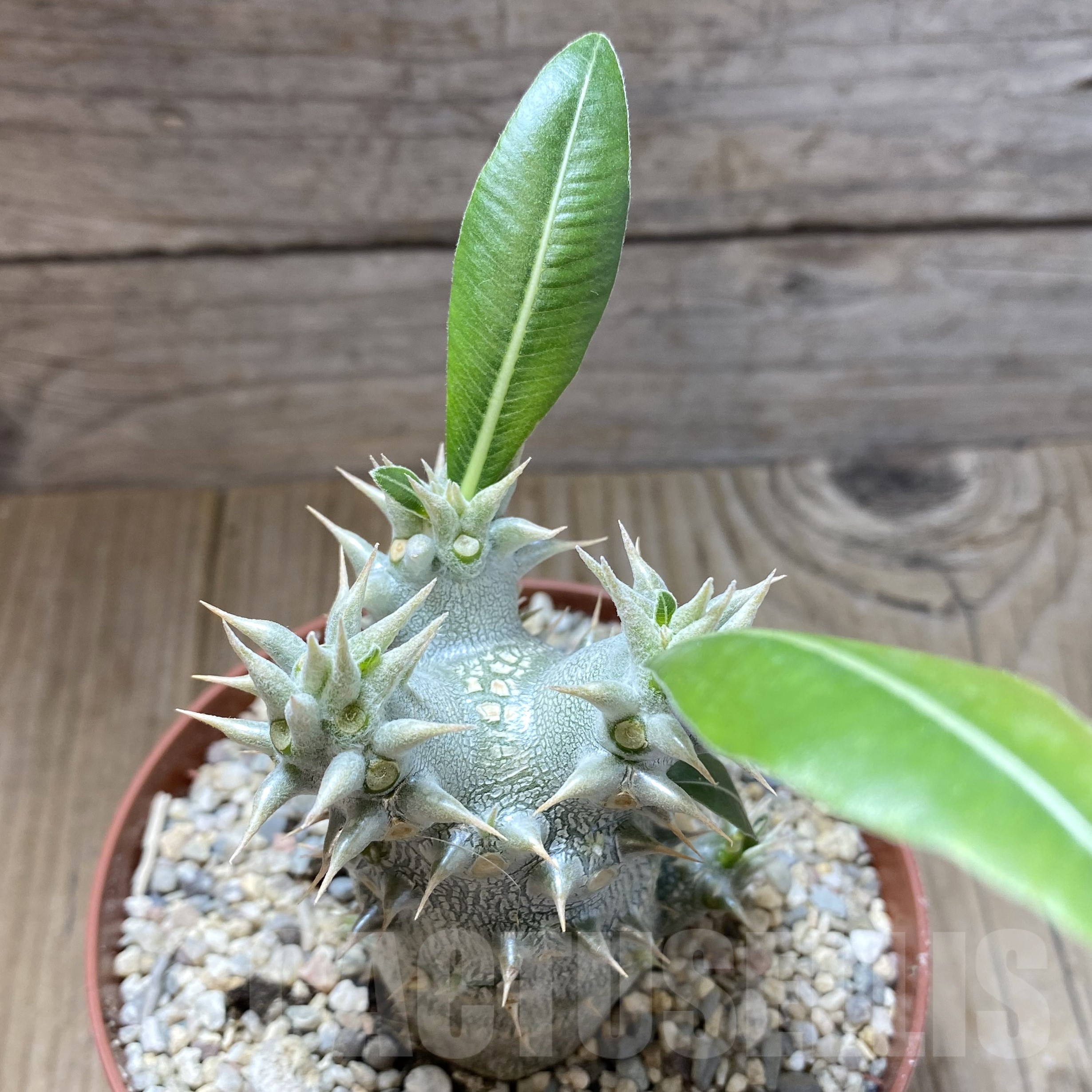 SHPR41747 Pachypodium horombense - Obrázek 2