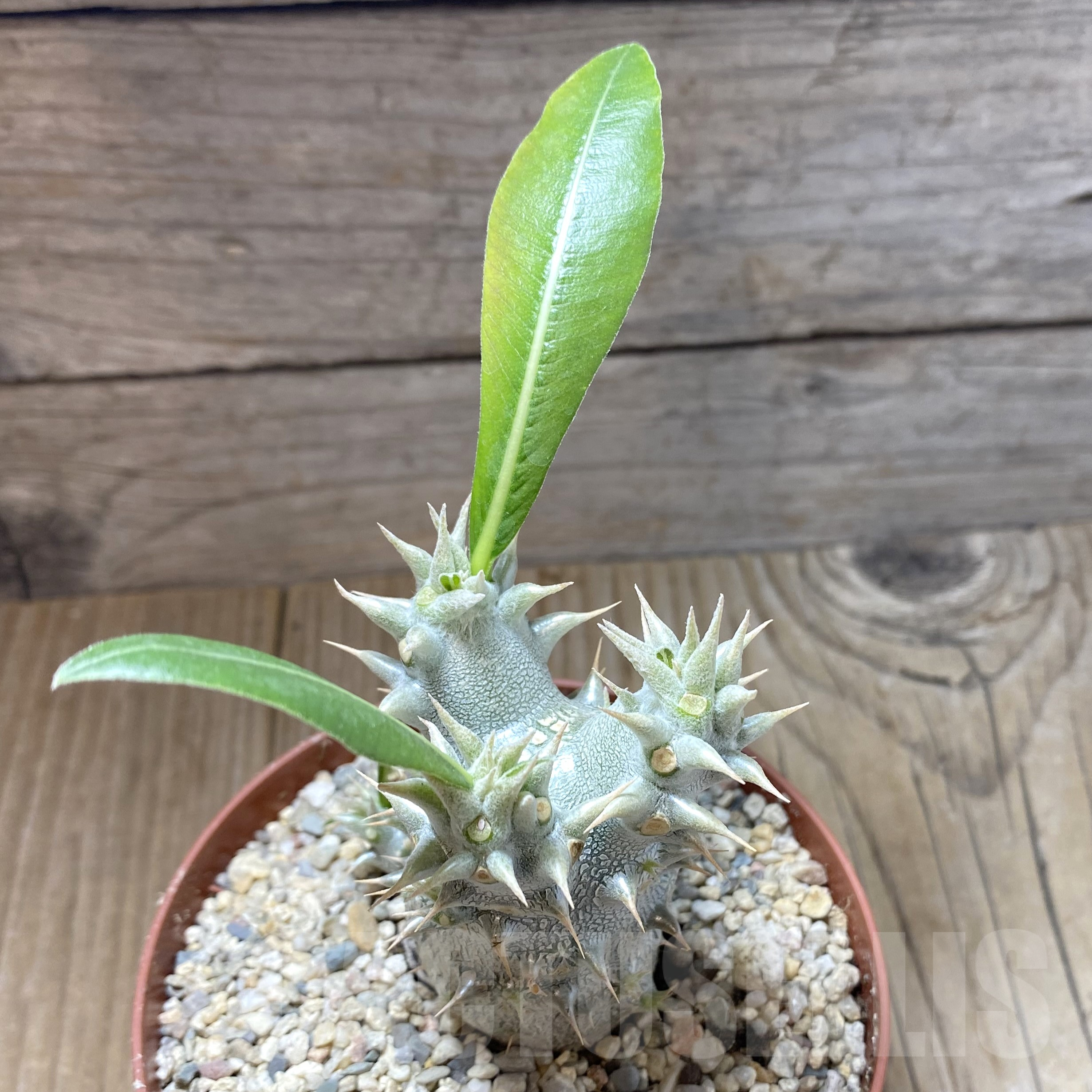 SHPR41747 Pachypodium horombense