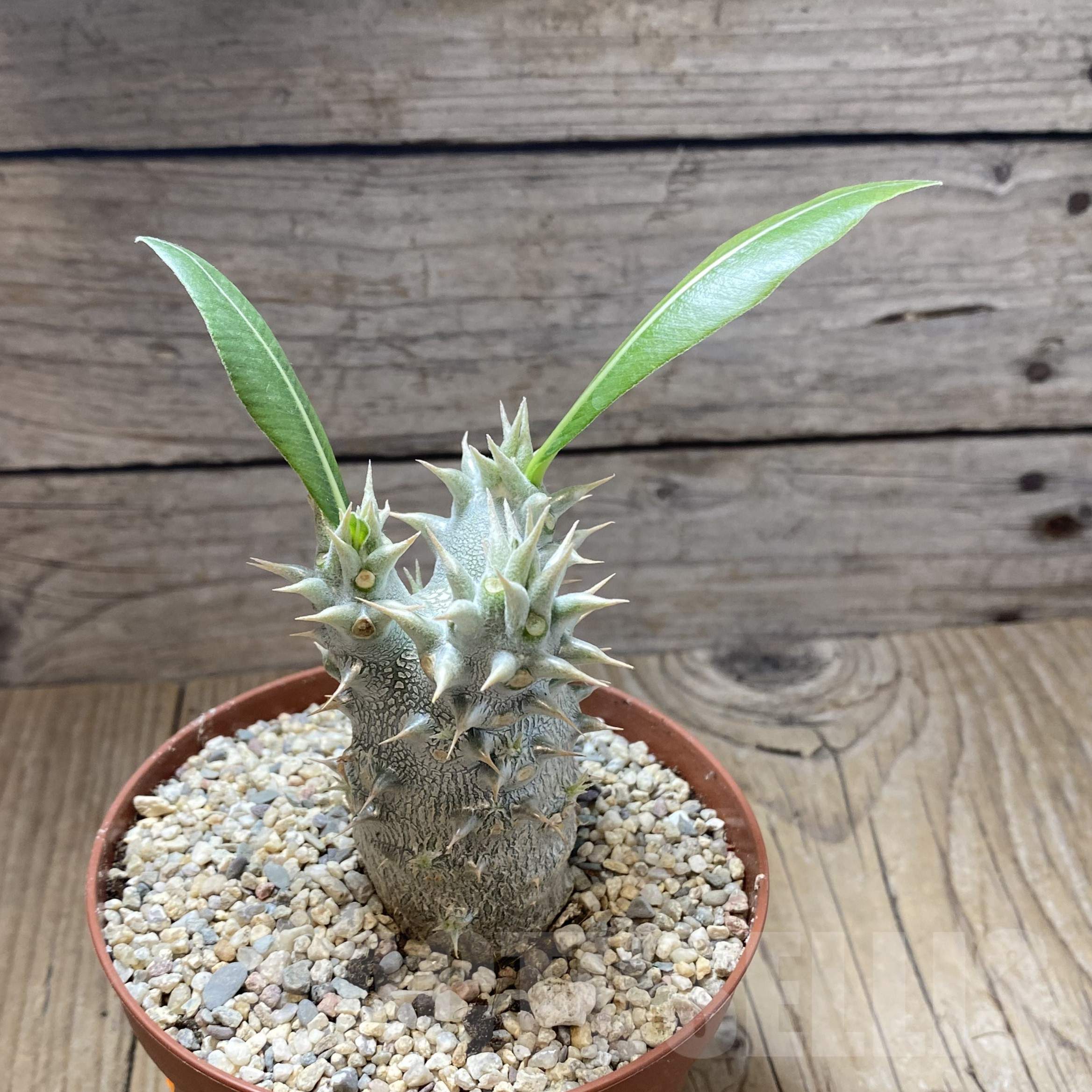 SHPR41747 Pachypodium horombense - Obrázek 3