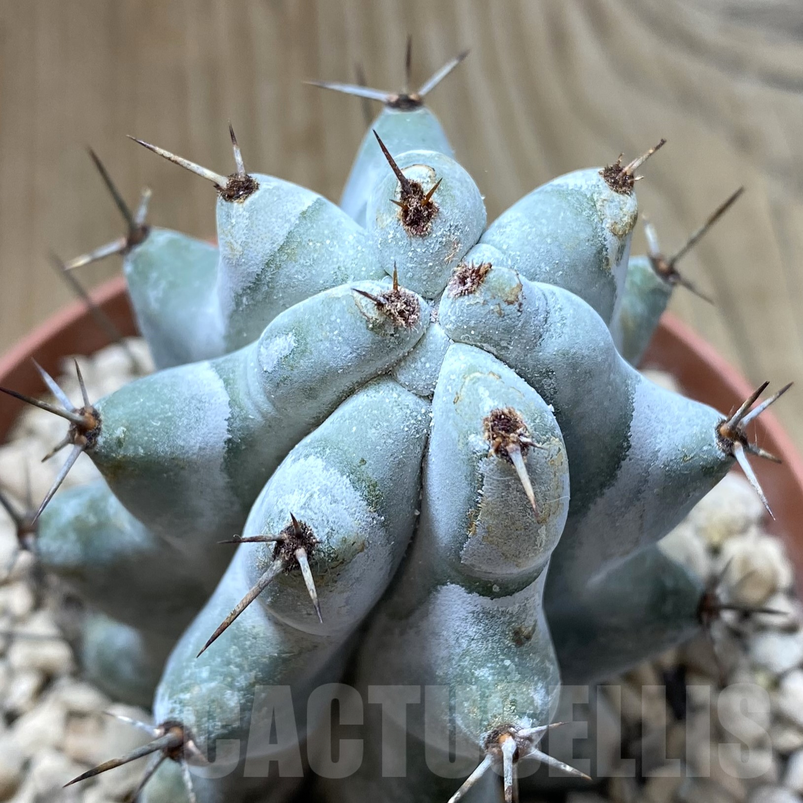 SHPR41748 Stenocereus beneckei