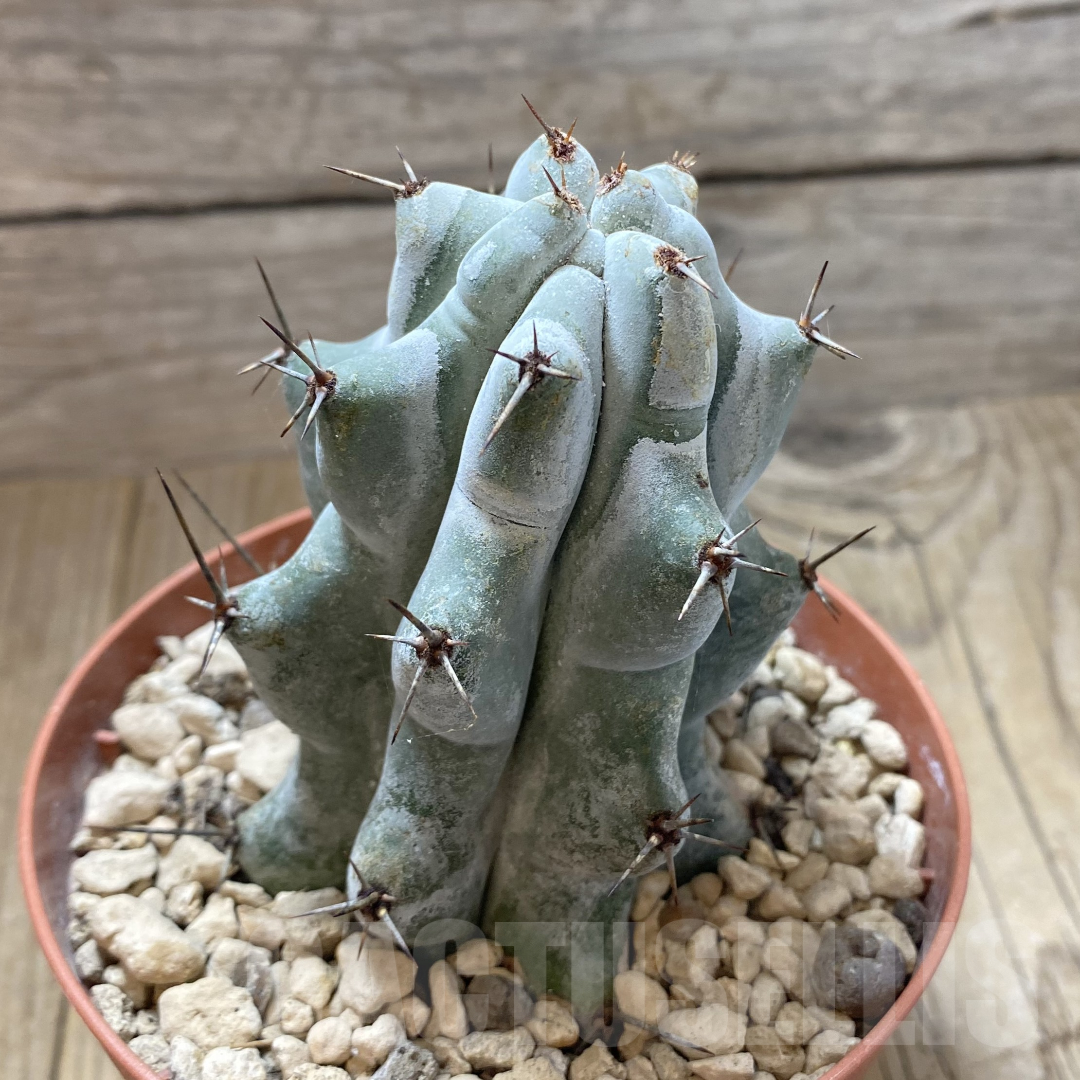 SHPR41748 Stenocereus beneckei - Obrázek 2