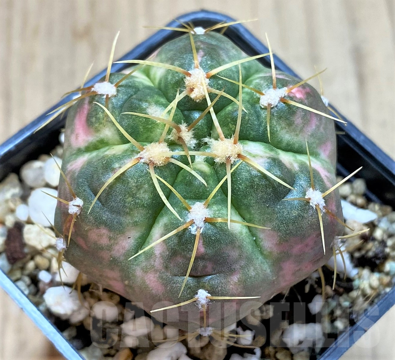 SHPR41753 Gymnocalycium horstii f. variegata