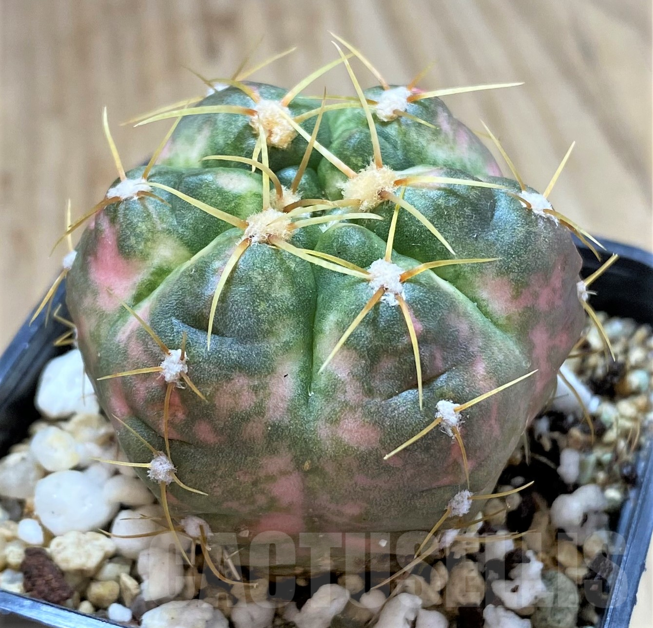SHPR41753 Gymnocalycium horstii f. variegata – Bild 2