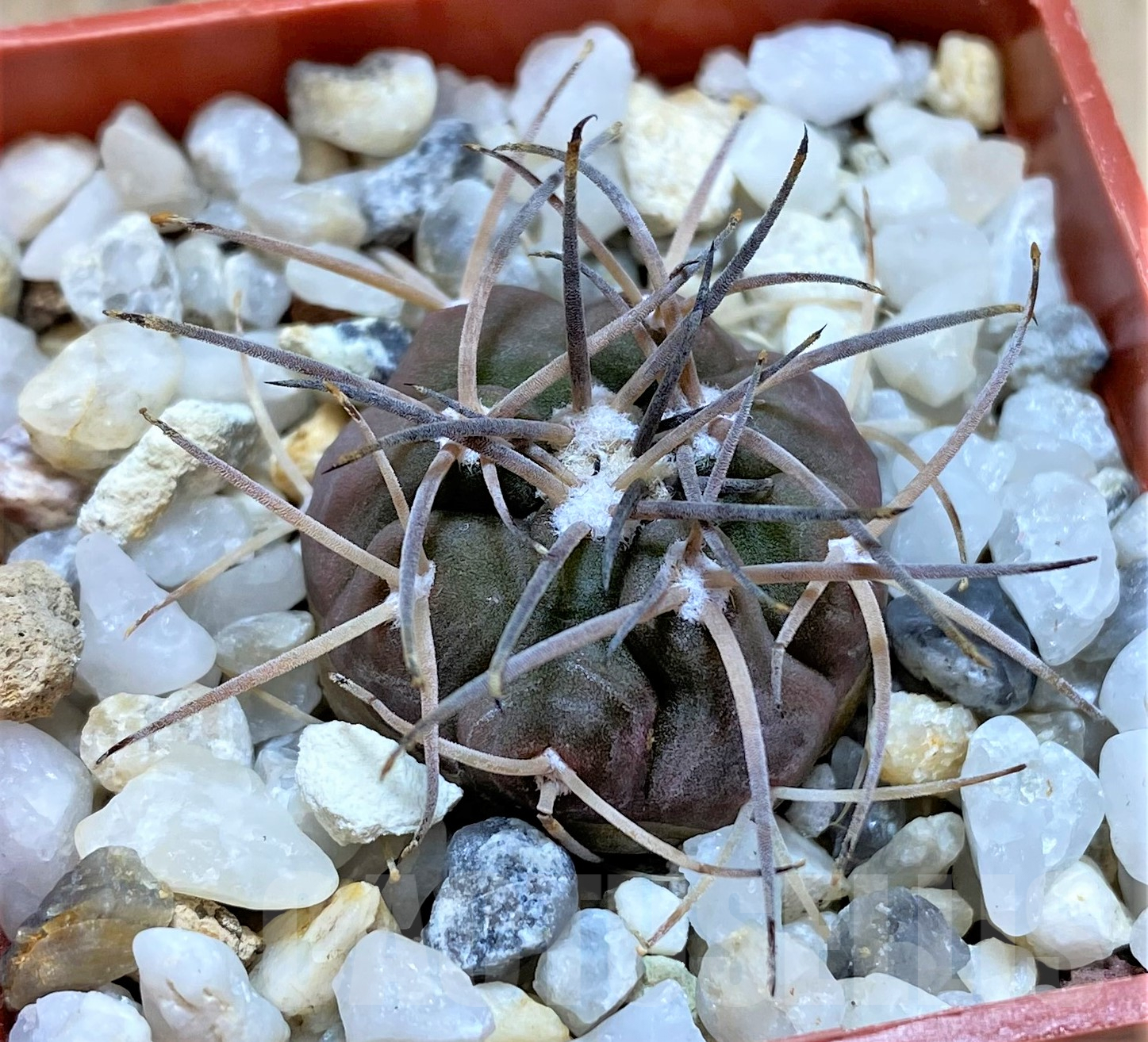 SHPR41756 Gymnocalycium spegazzinii v. sarkae