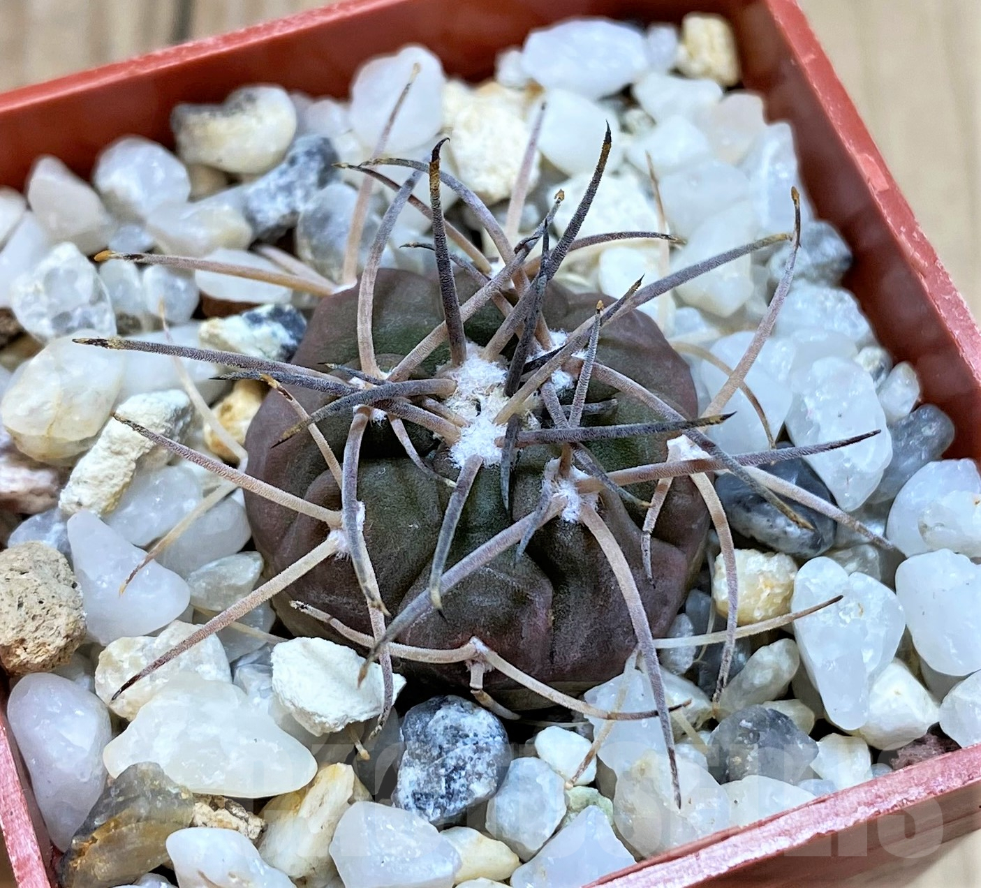 SHPR41756 Gymnocalycium spegazzinii v. sarkae - Image 2