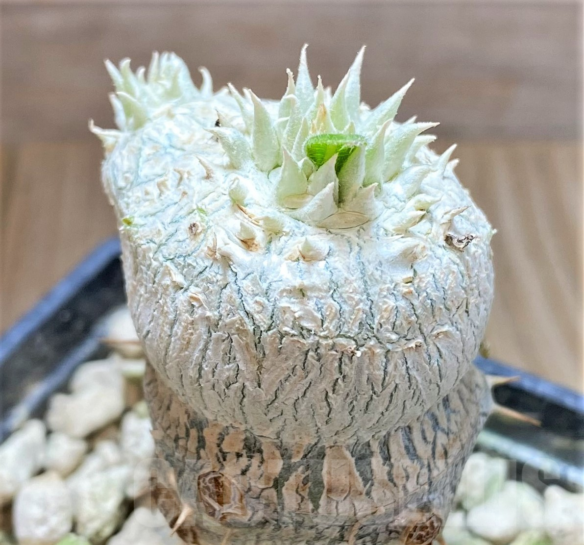 SHPR41759 Pachypodium brevicaule, grafted