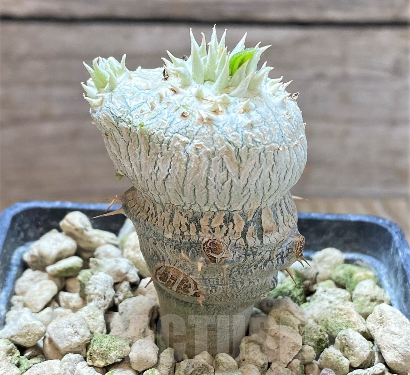 SHPR41759 Pachypodium brevicaule, grafted - Image 2