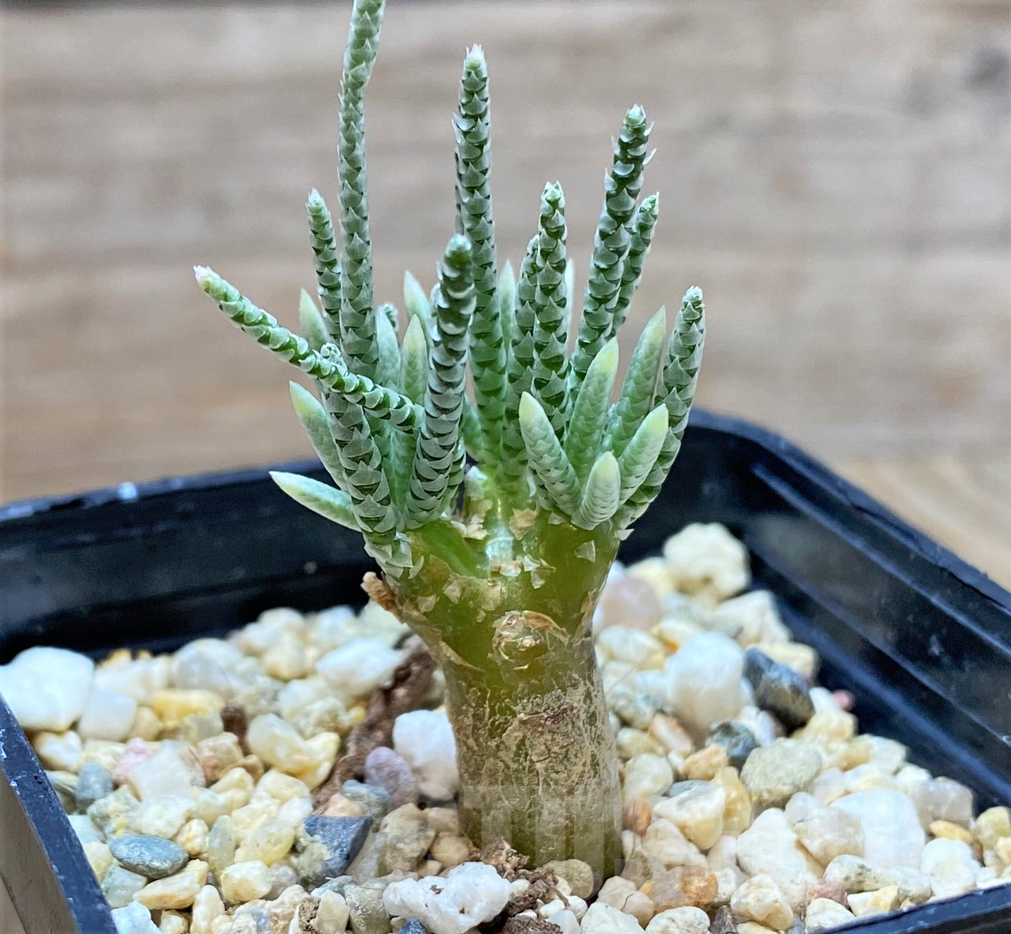 SHPR41760 Avonia quinaria