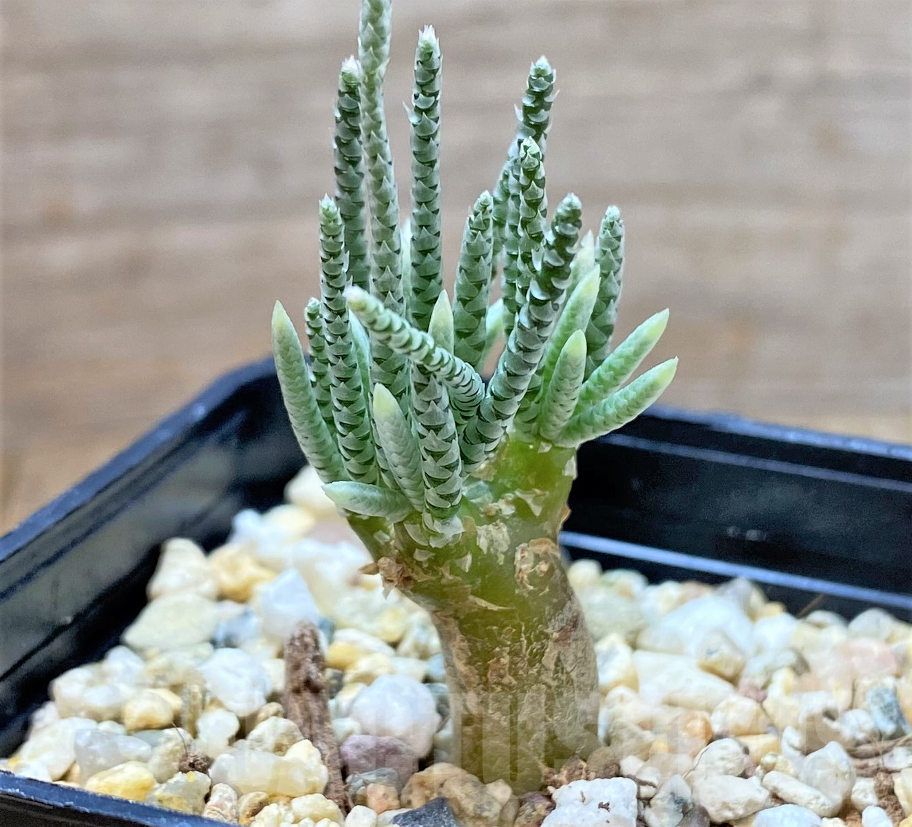 SHPR41760 Avonia quinaria - Imagen 2