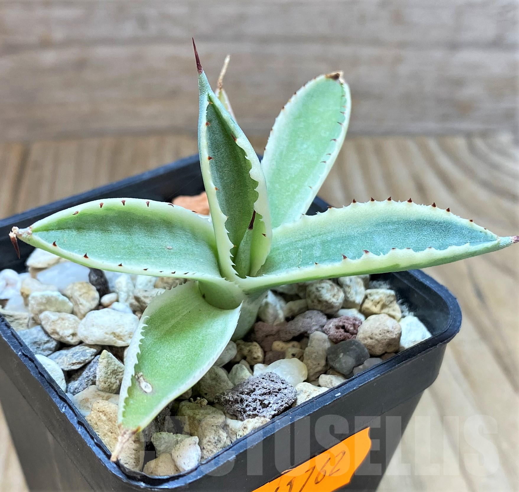 SHPR41762 Agave potatorum f. variegata
