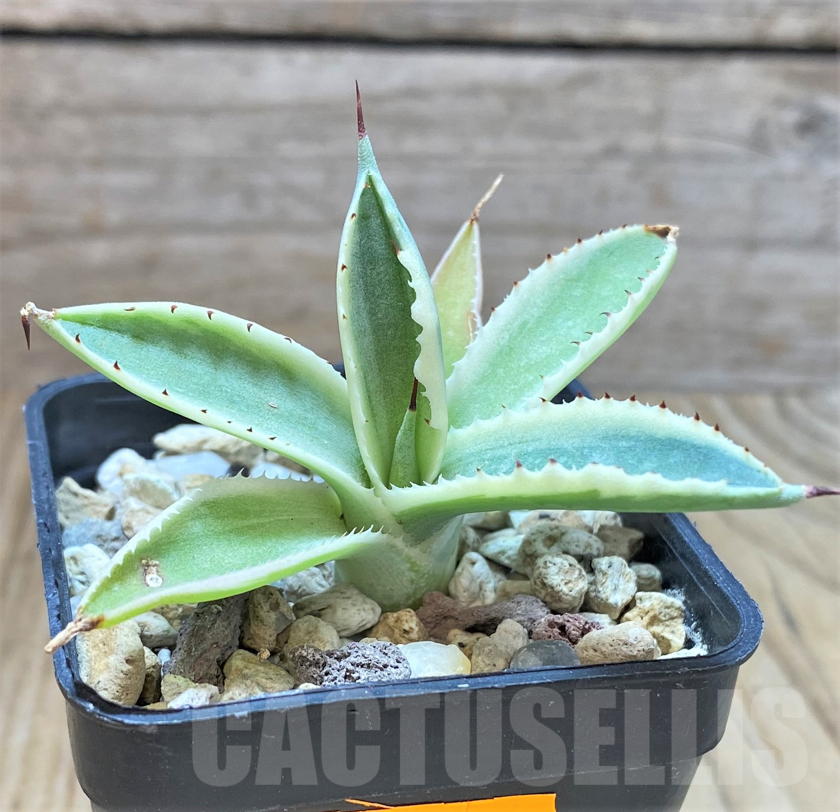SHPR41762 Agave potatorum f. variegata – Image 2
