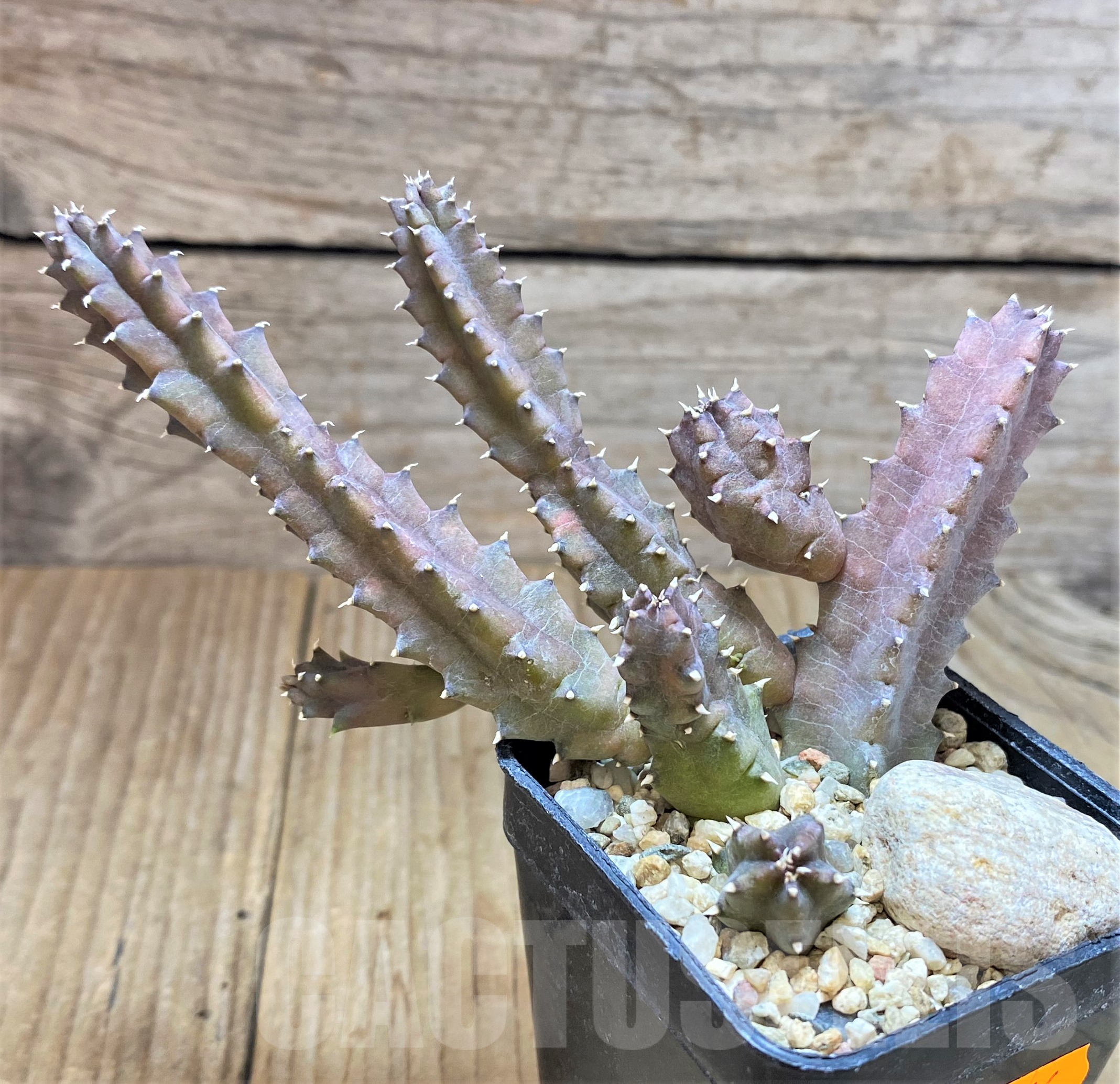 SHPR41766 Huernia zebrina – Image 2