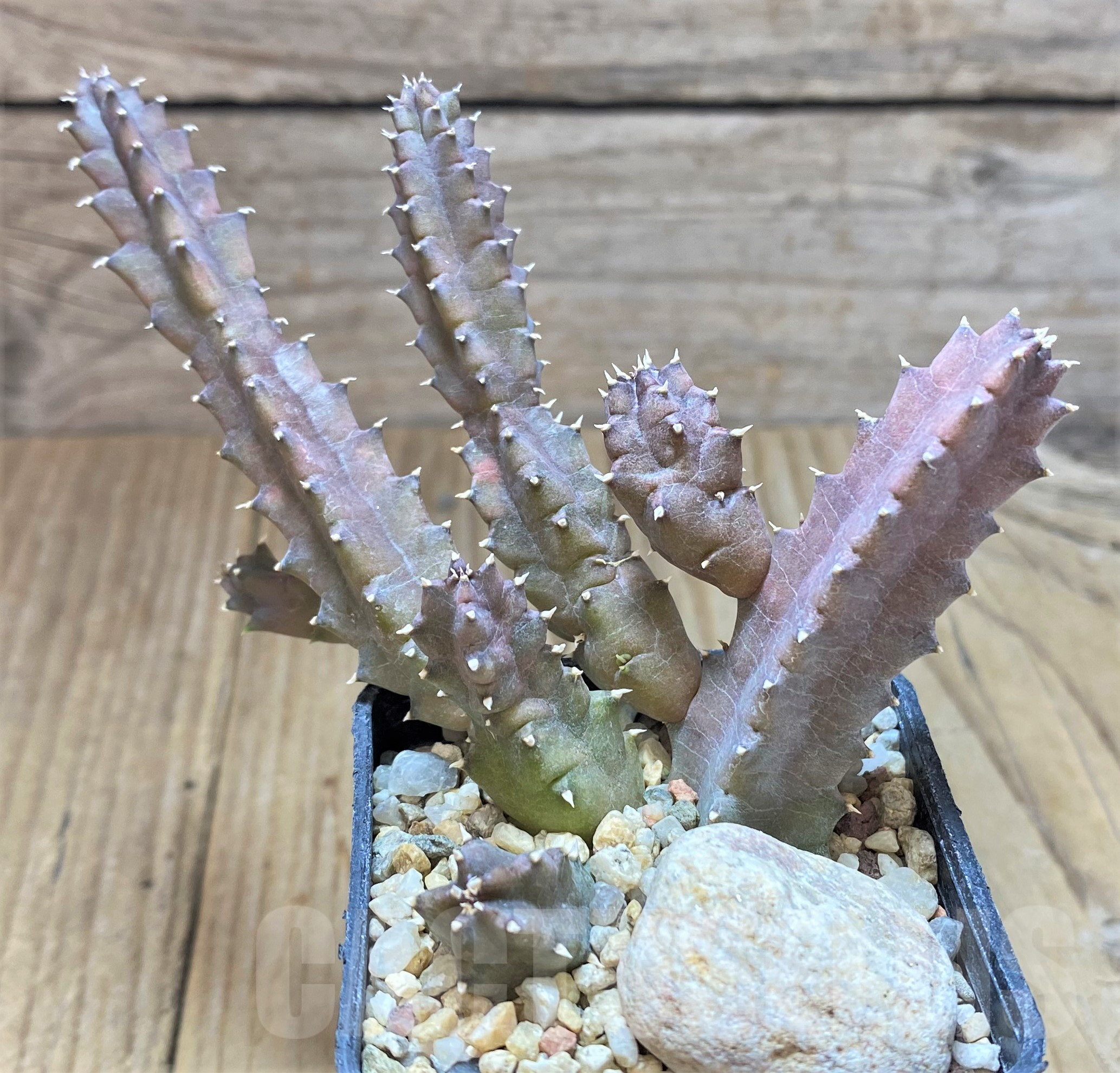 SHPR41766 Huernia zebrina