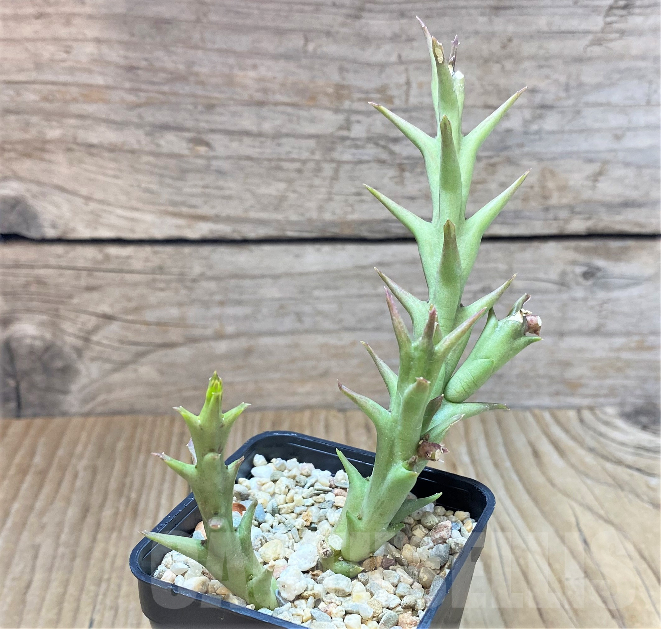 SHPR41767 Orbea speciosa -Golden clone- - 画像 (2)