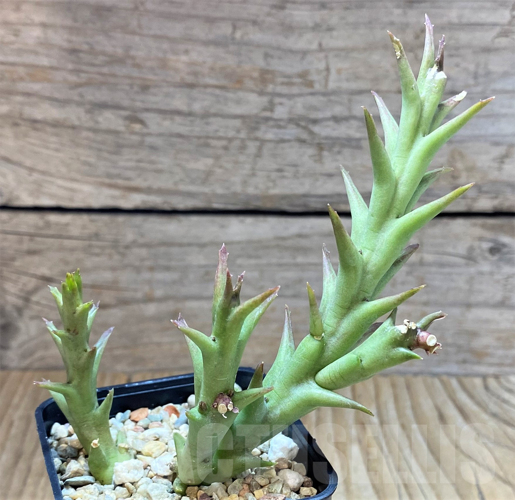 SHPR41767 Orbea speciosa -Golden clone- - 画像 (3)