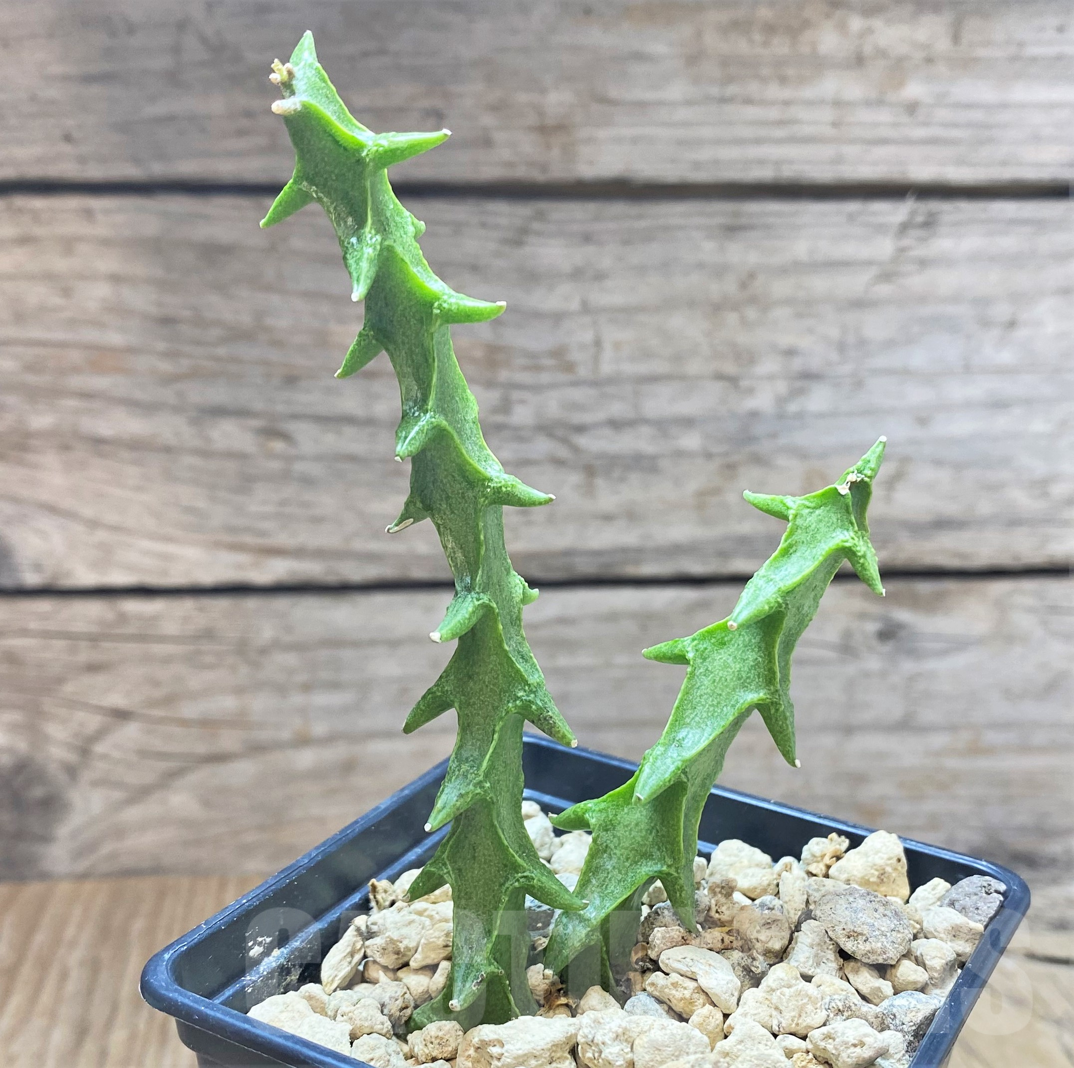 SHPR41768 Ceropegia simoneae 'Green Form' - Image 2