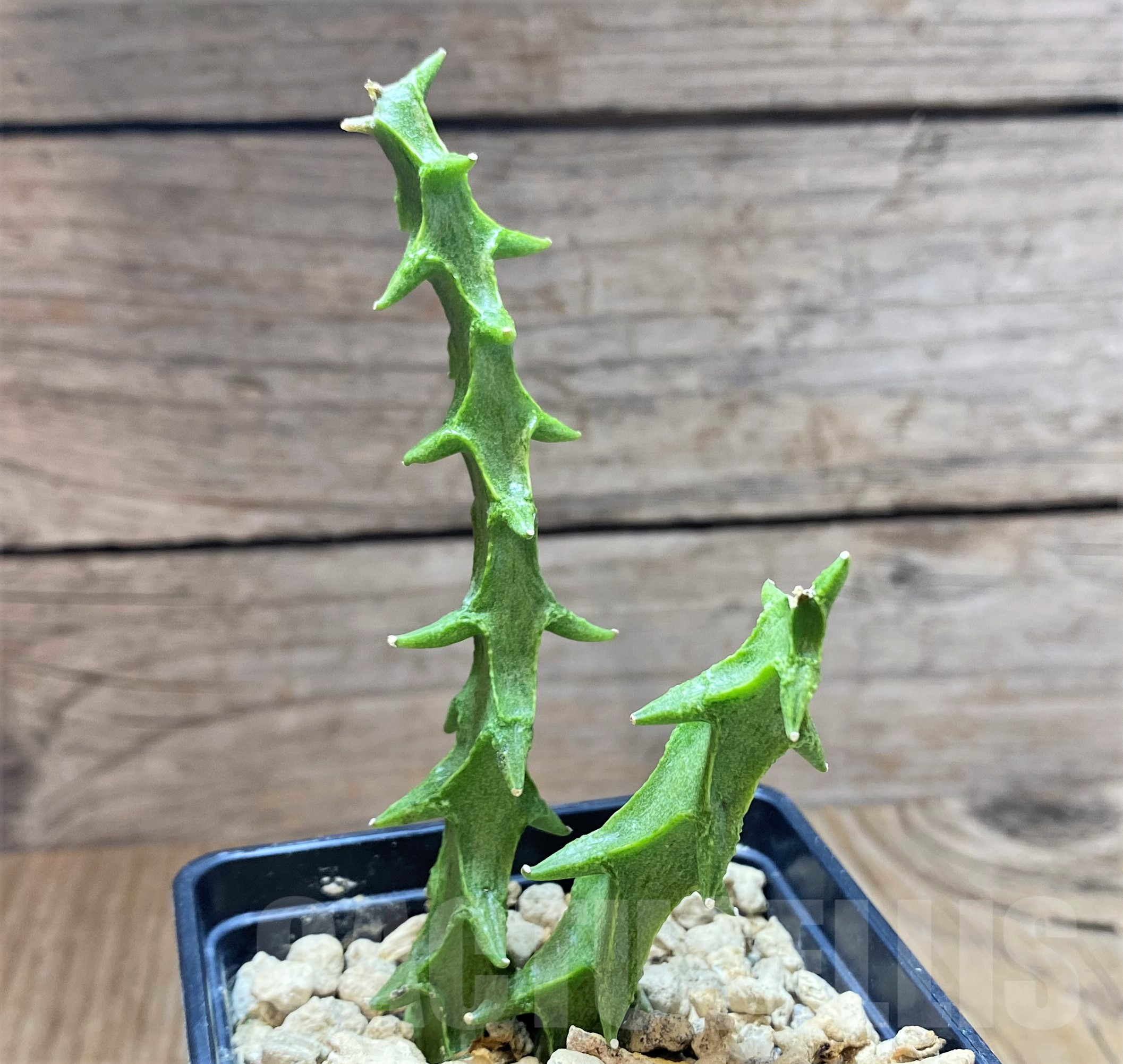 SHPR41768 Ceropegia simoneae 'Green Form'