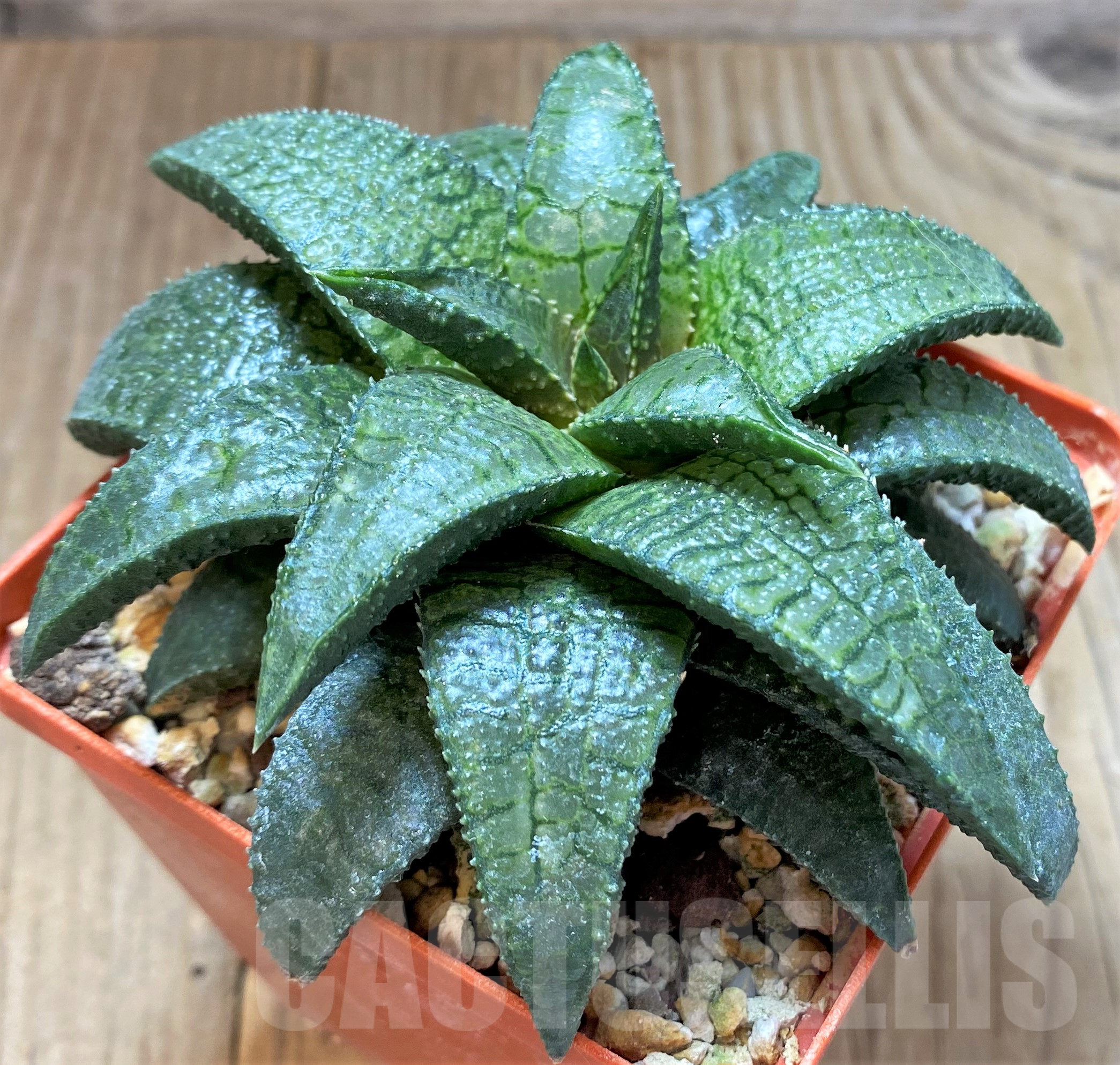 SHPR41769 Haworthia tesselata x koelmaniorum, old 10 years - Image 2