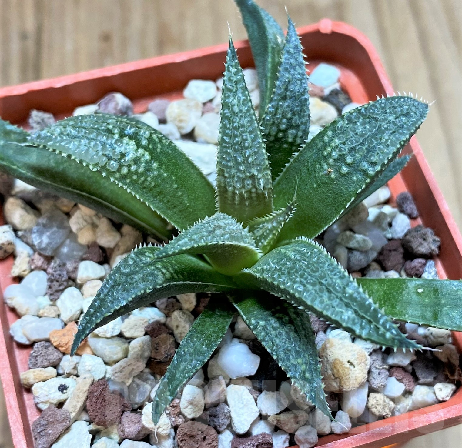 SHPR41771 Haworthia 'Bev's wonder' F2 SH - Image 2