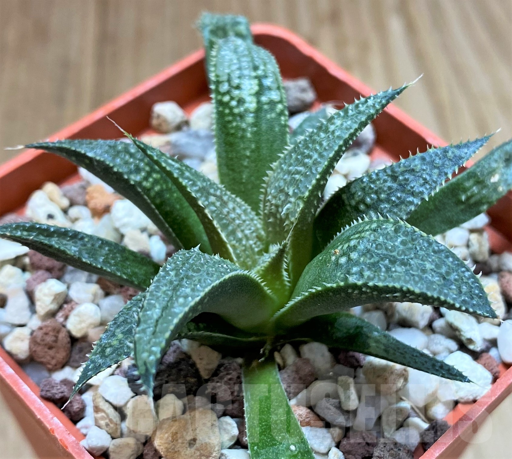 SHPR41771 Haworthia 'Bev's wonder' F2 SH