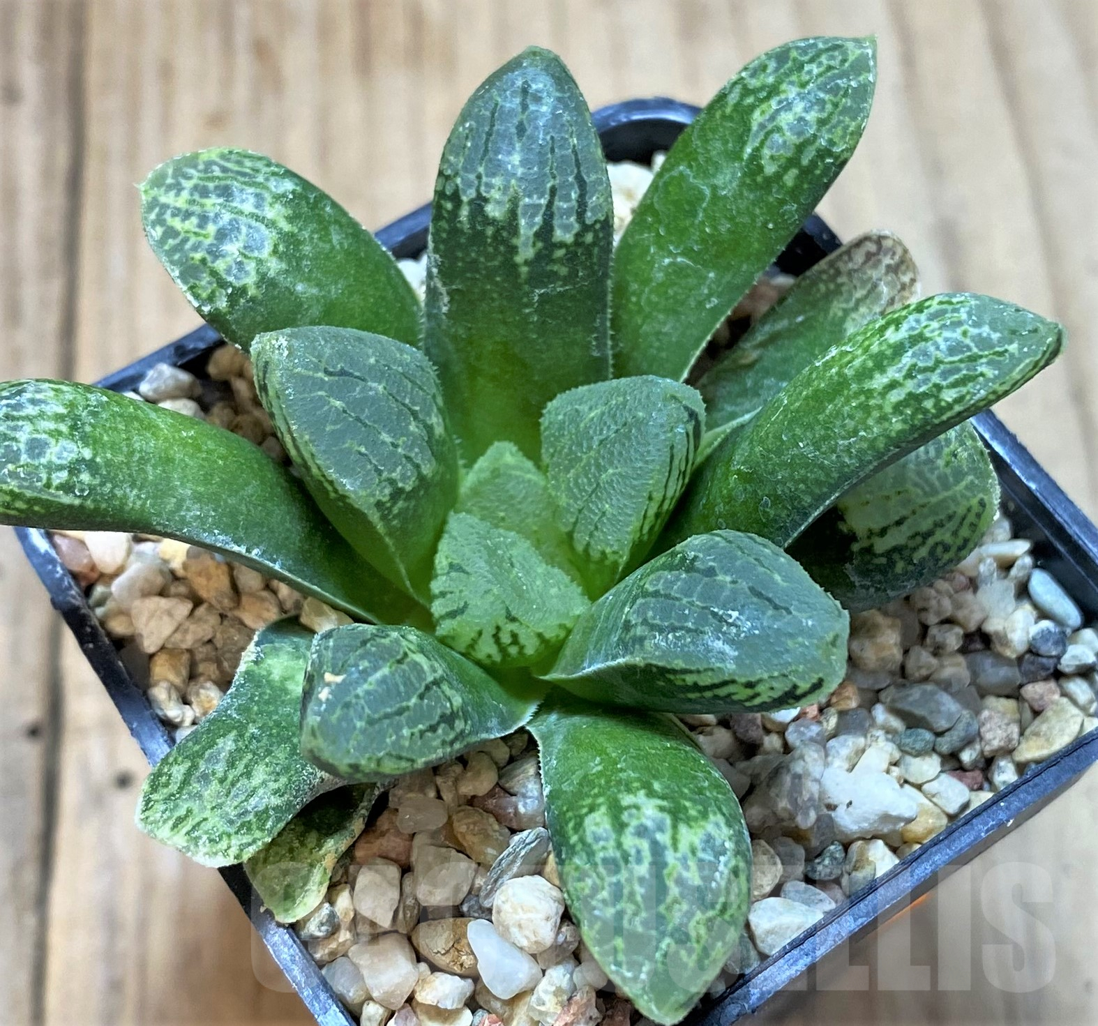 SHPR41773 Haworthia schultiana x retusa x comptoniana F2 - Image 2