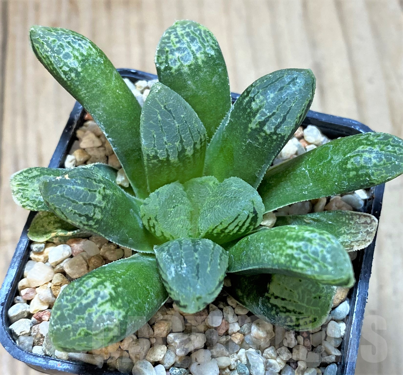 SHPR41773 Haworthia schultiana x retusa x comptoniana F2
