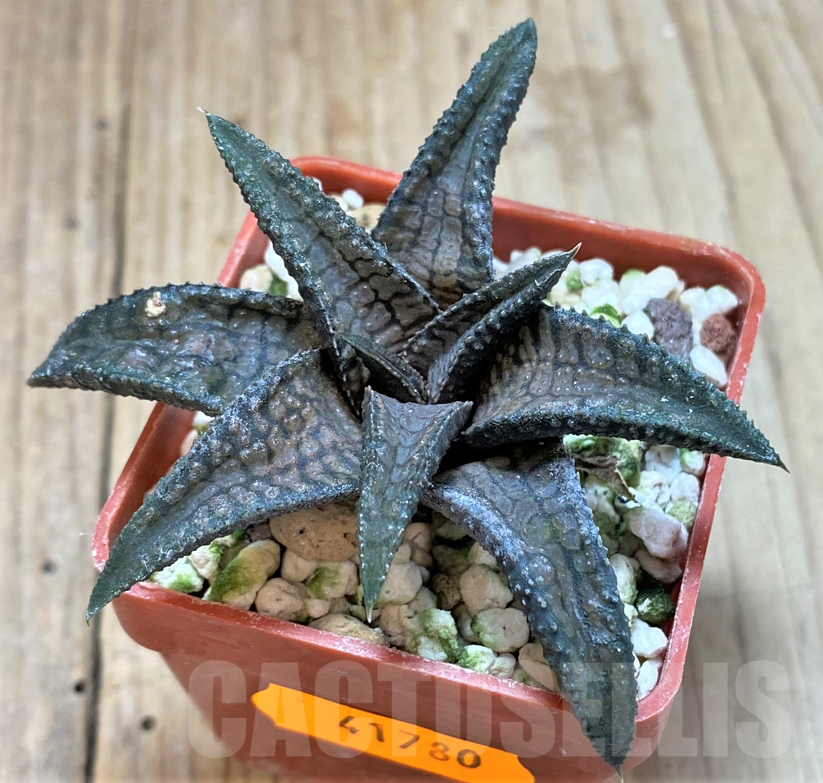 SHPR41780 Haworthia tesselata x koelmaniorum