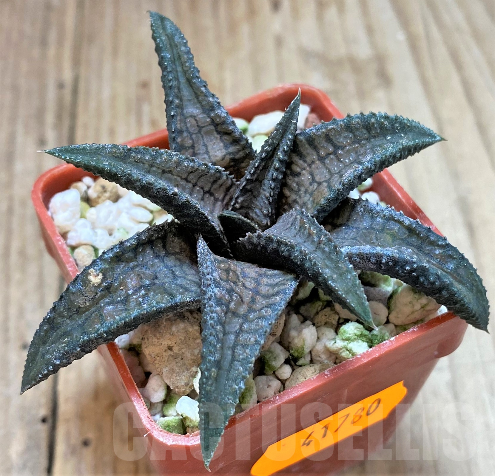 SHPR41780 Haworthia tesselata x koelmaniorum - Image 2