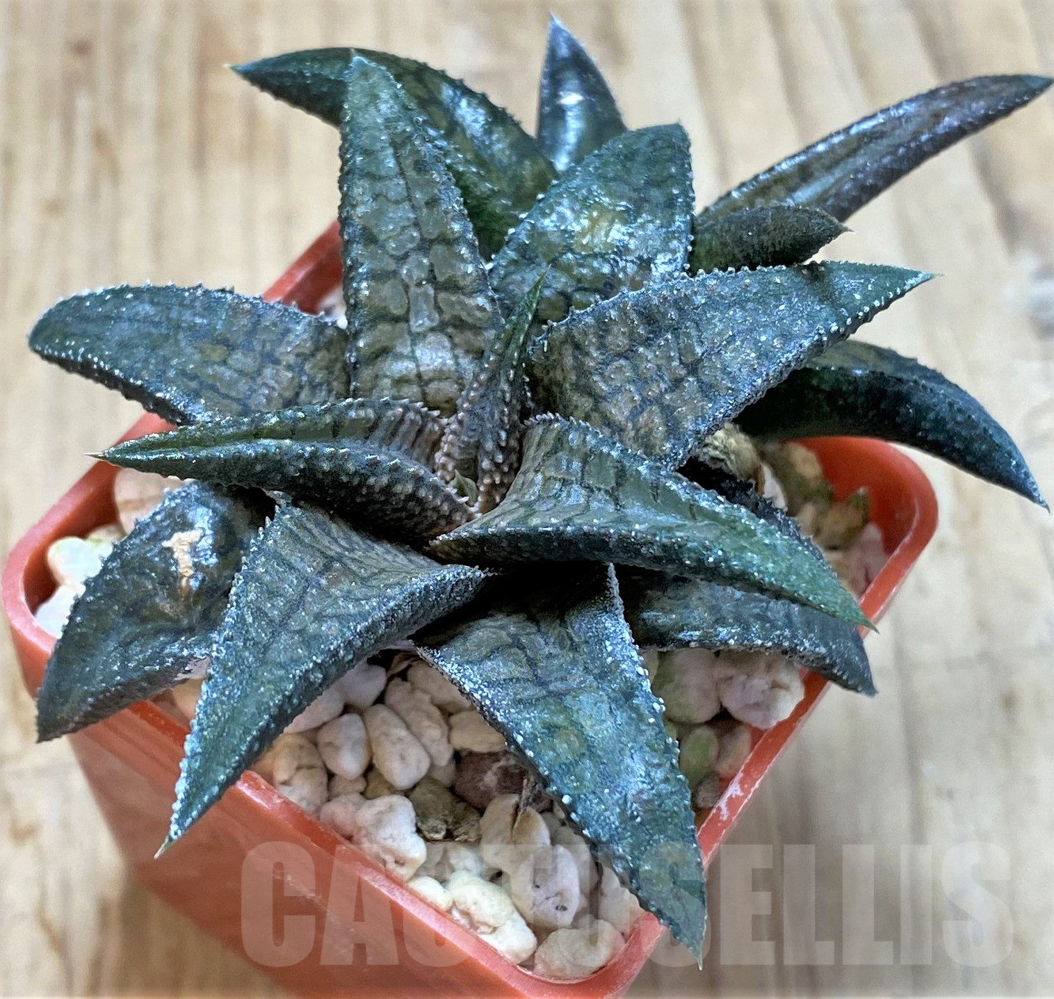 SHPR41781 Haworthia tesselata x koelmaniorum
