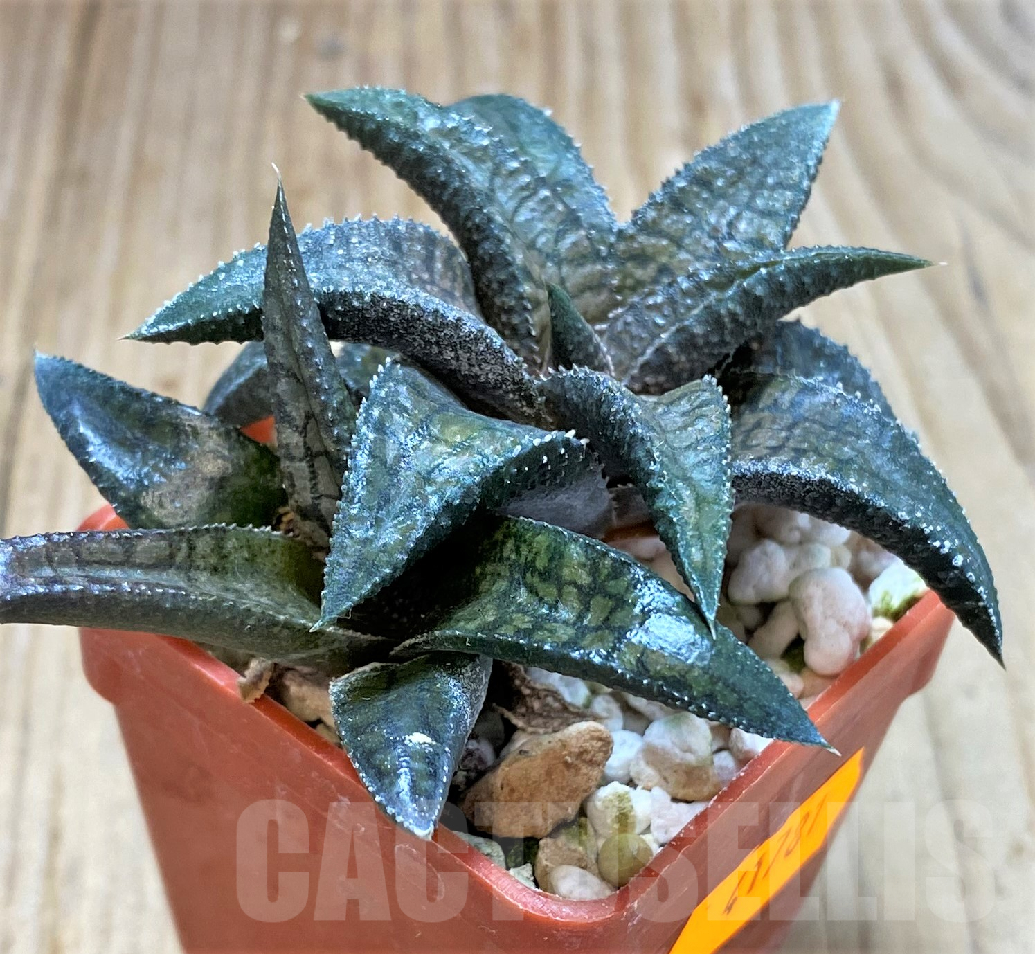 SHPR41781 Haworthia tesselata x koelmaniorum - Image 2