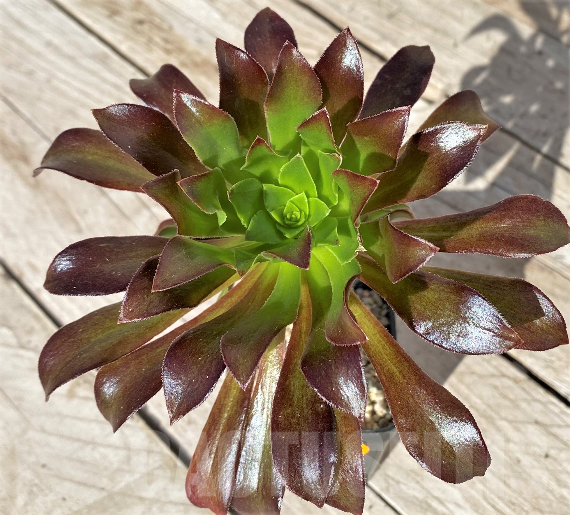 SHPR41848 Aeonium sp.