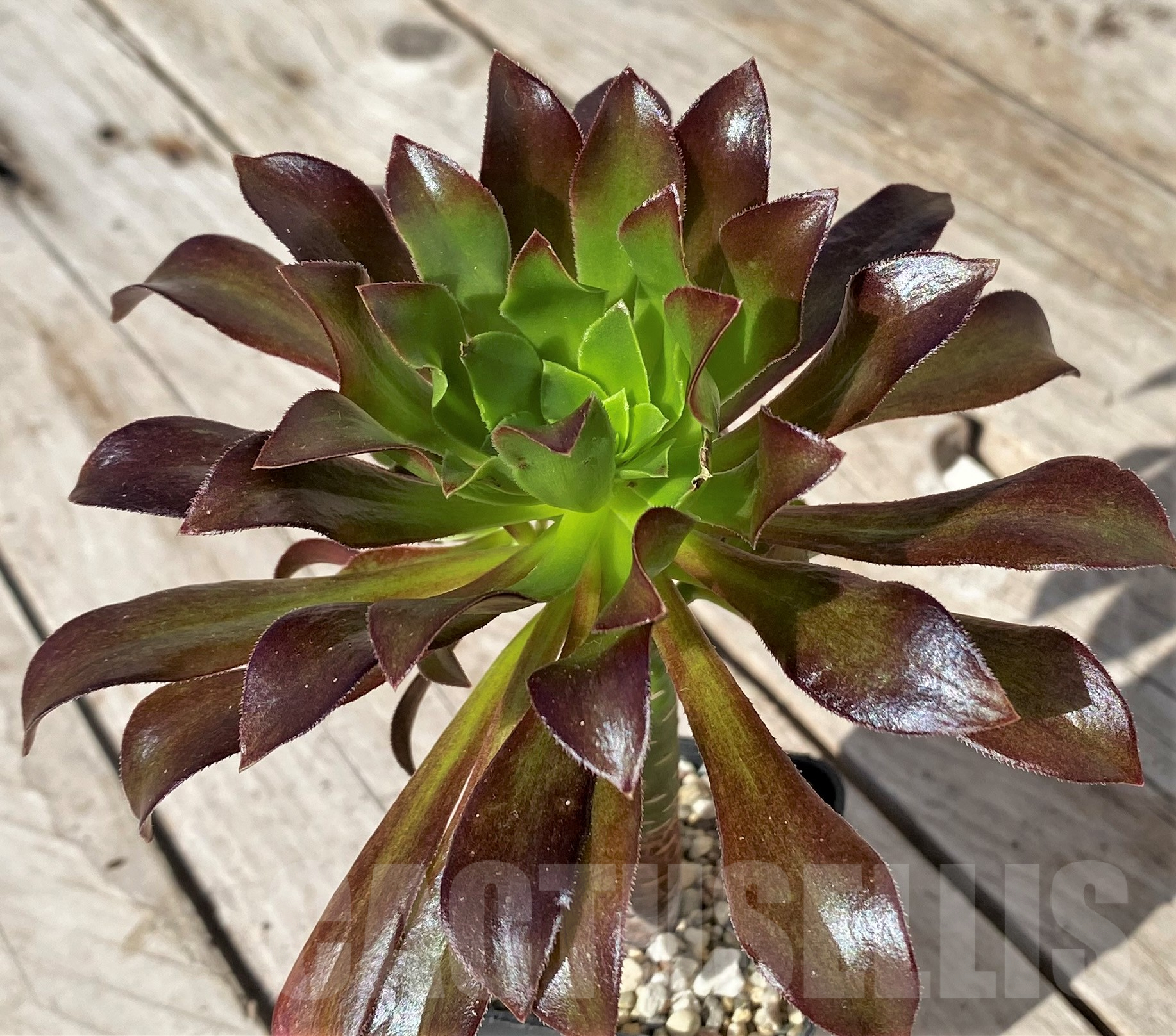 SHPR41848 Aeonium sp. - immagine 2
