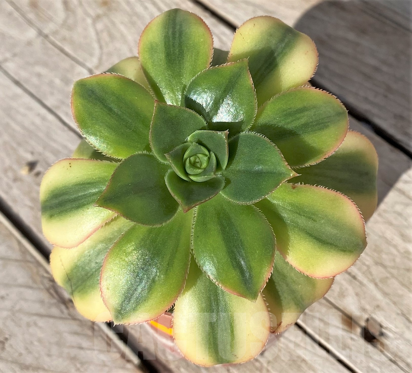 SHPR41850 Aeonium ‘Sunburst’ - immagine 2