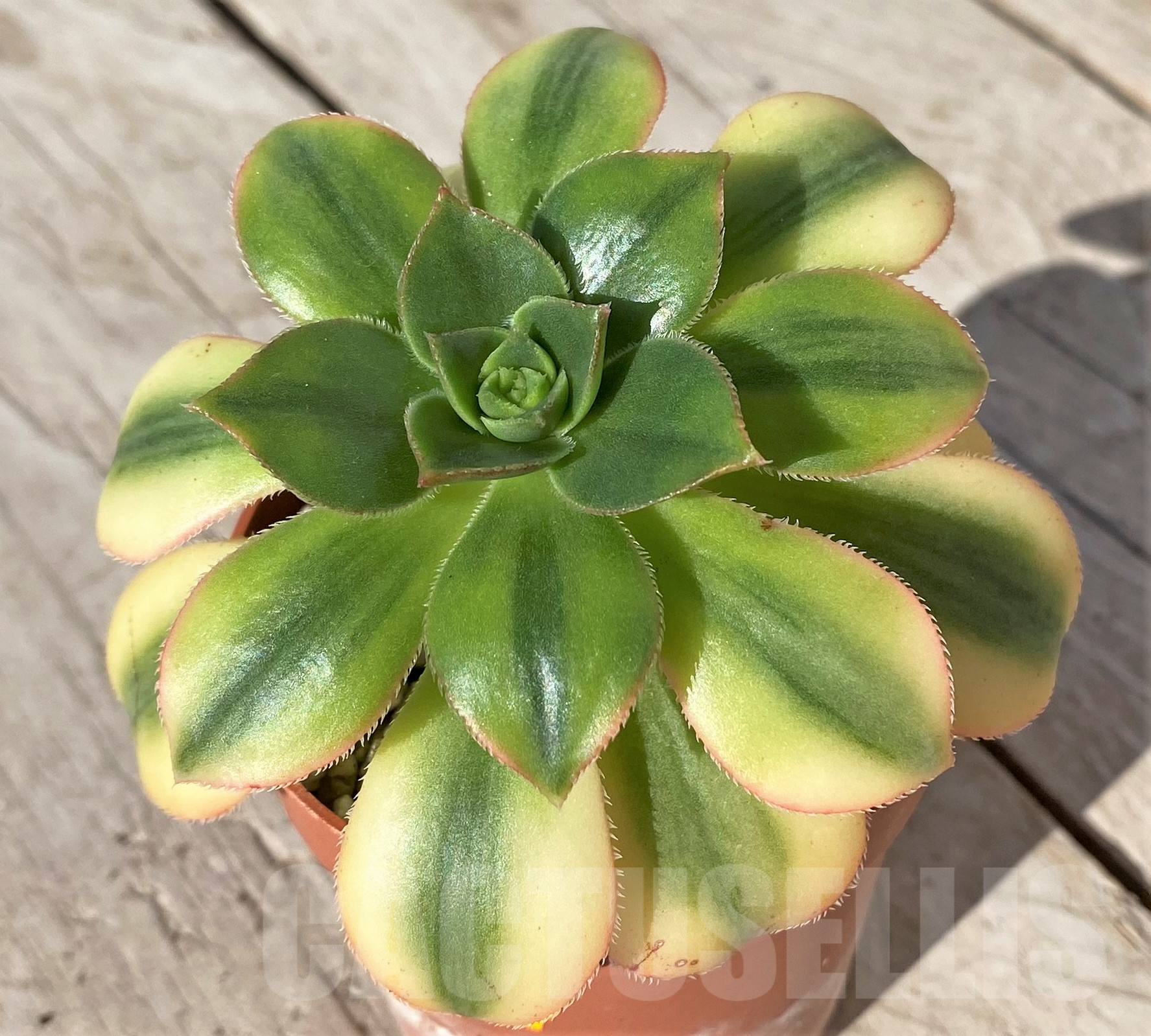 SHPR41850 Aeonium ‘Sunburst’