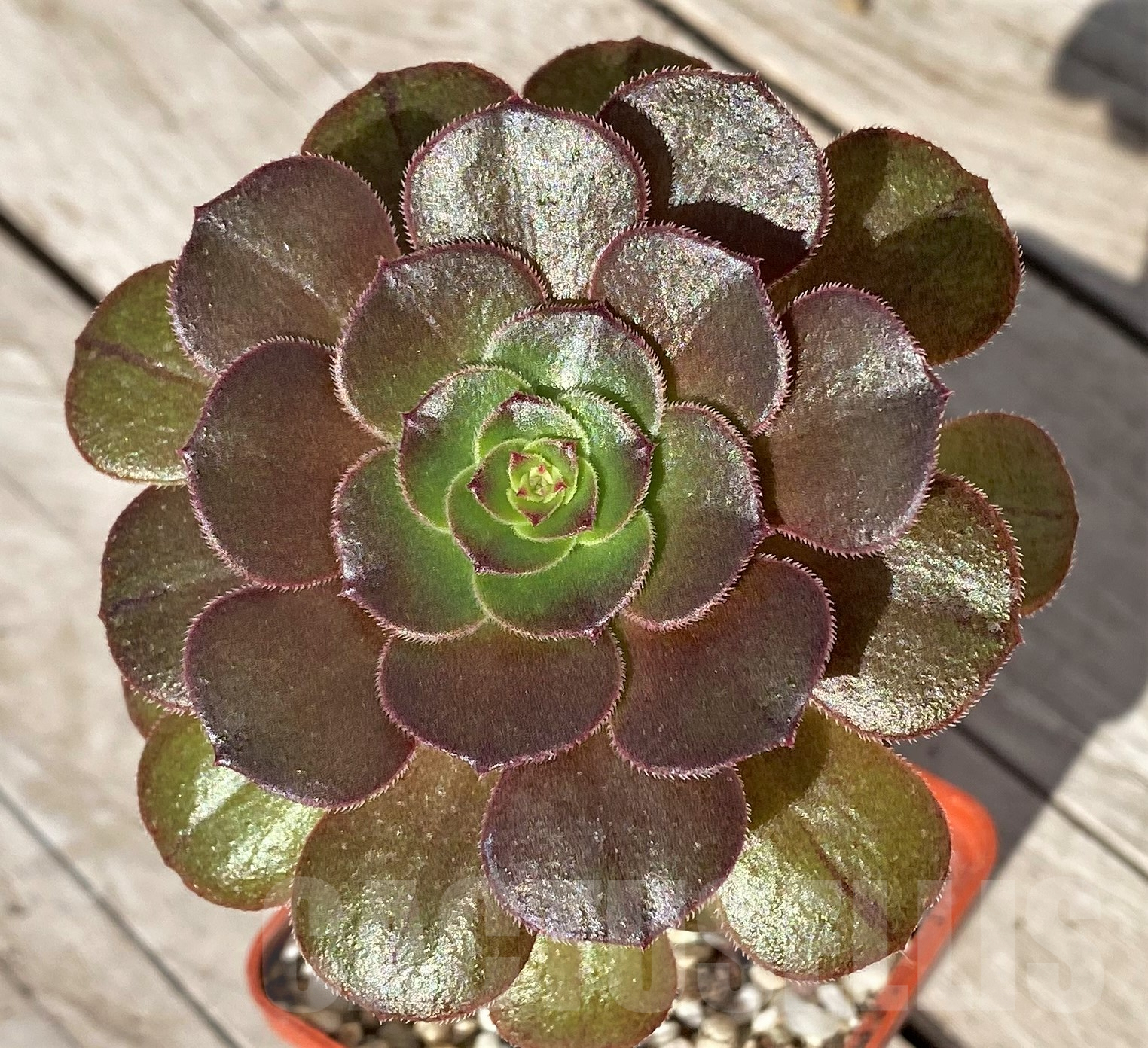 SHPR41852 Aeonium sp.