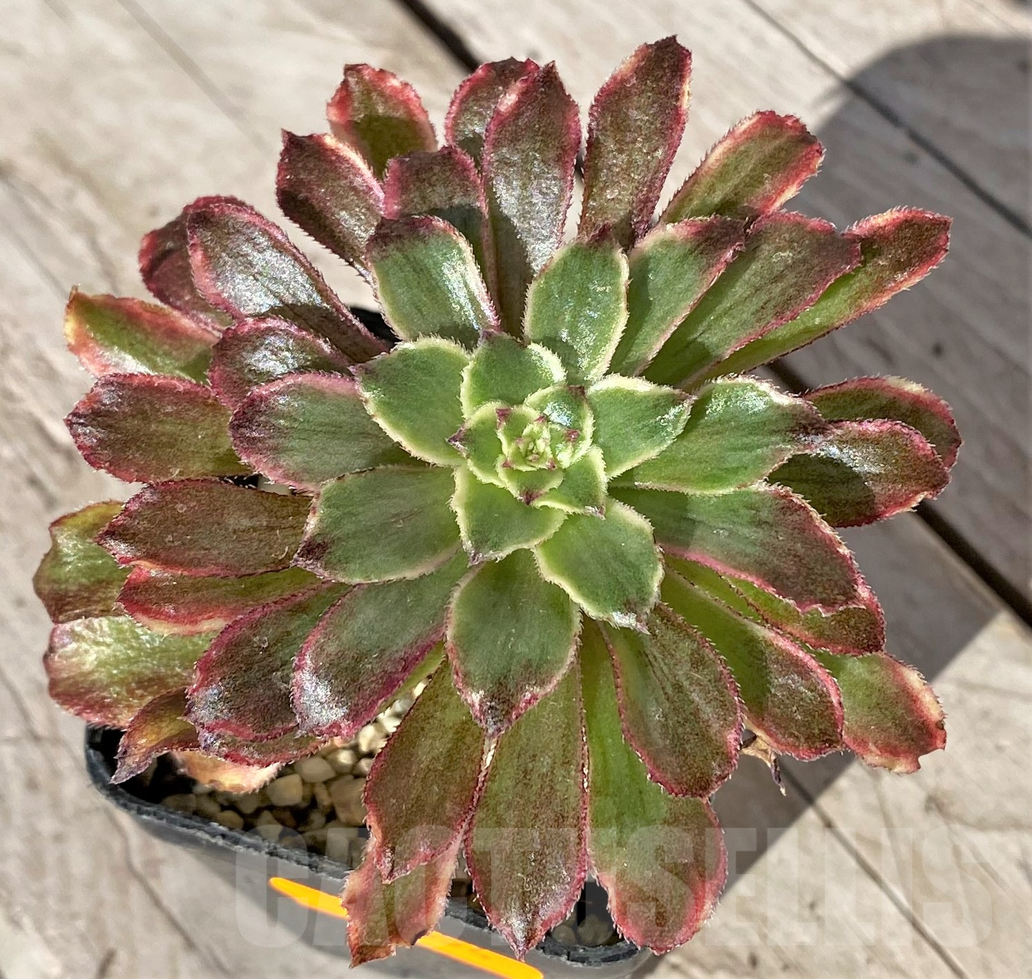 SHPR41854 Aeonium ‘Mardi Gras’