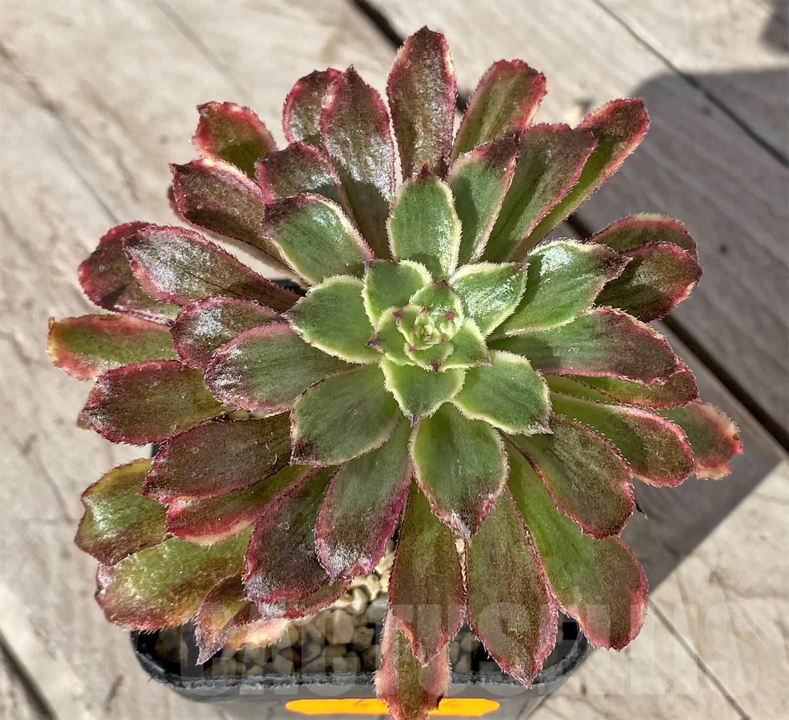 SHPR41854 Aeonium ‘Mardi Gras’ - immagine 2