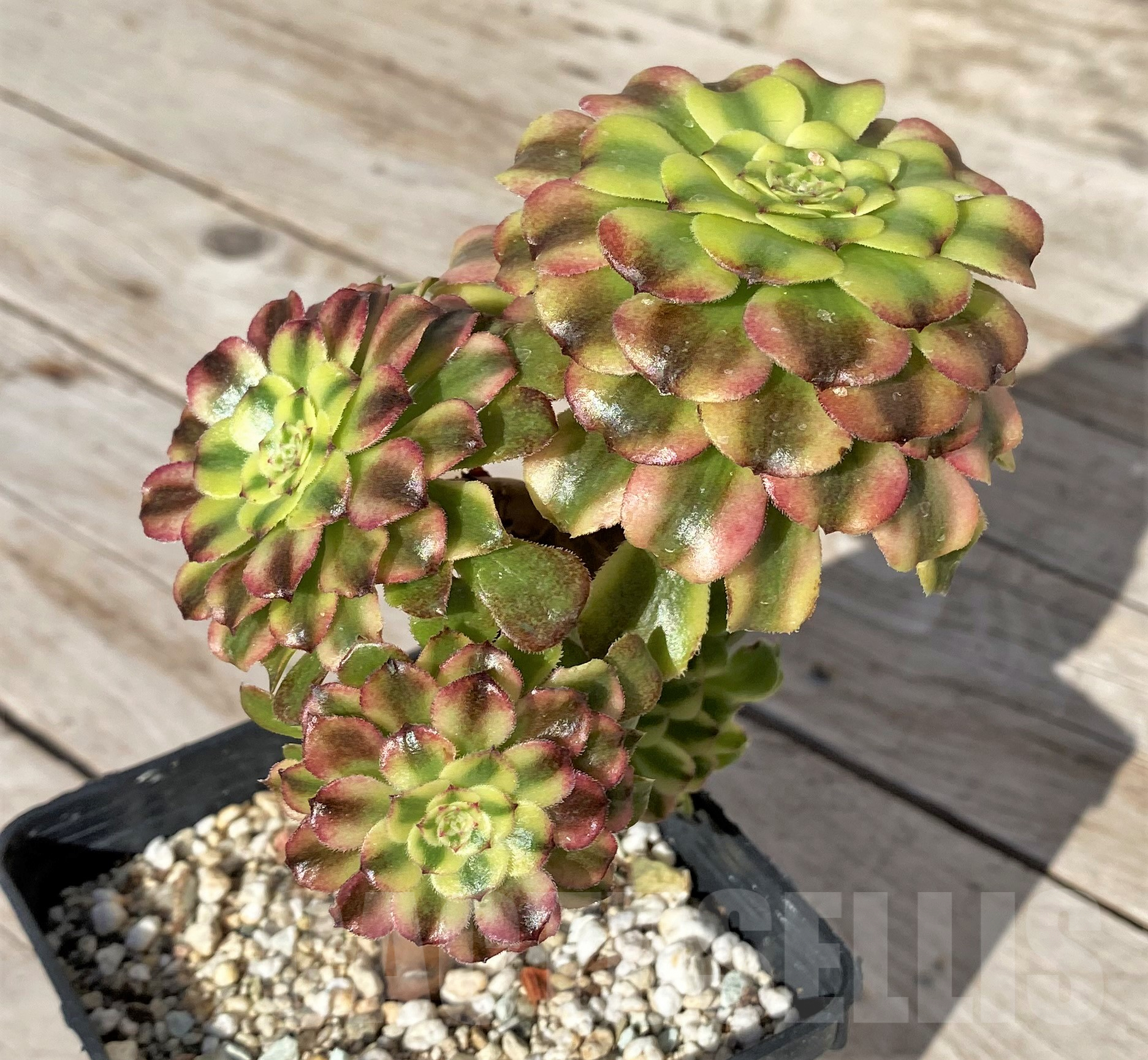 SHPR41855 Aeonium ‘Mardi Gras’