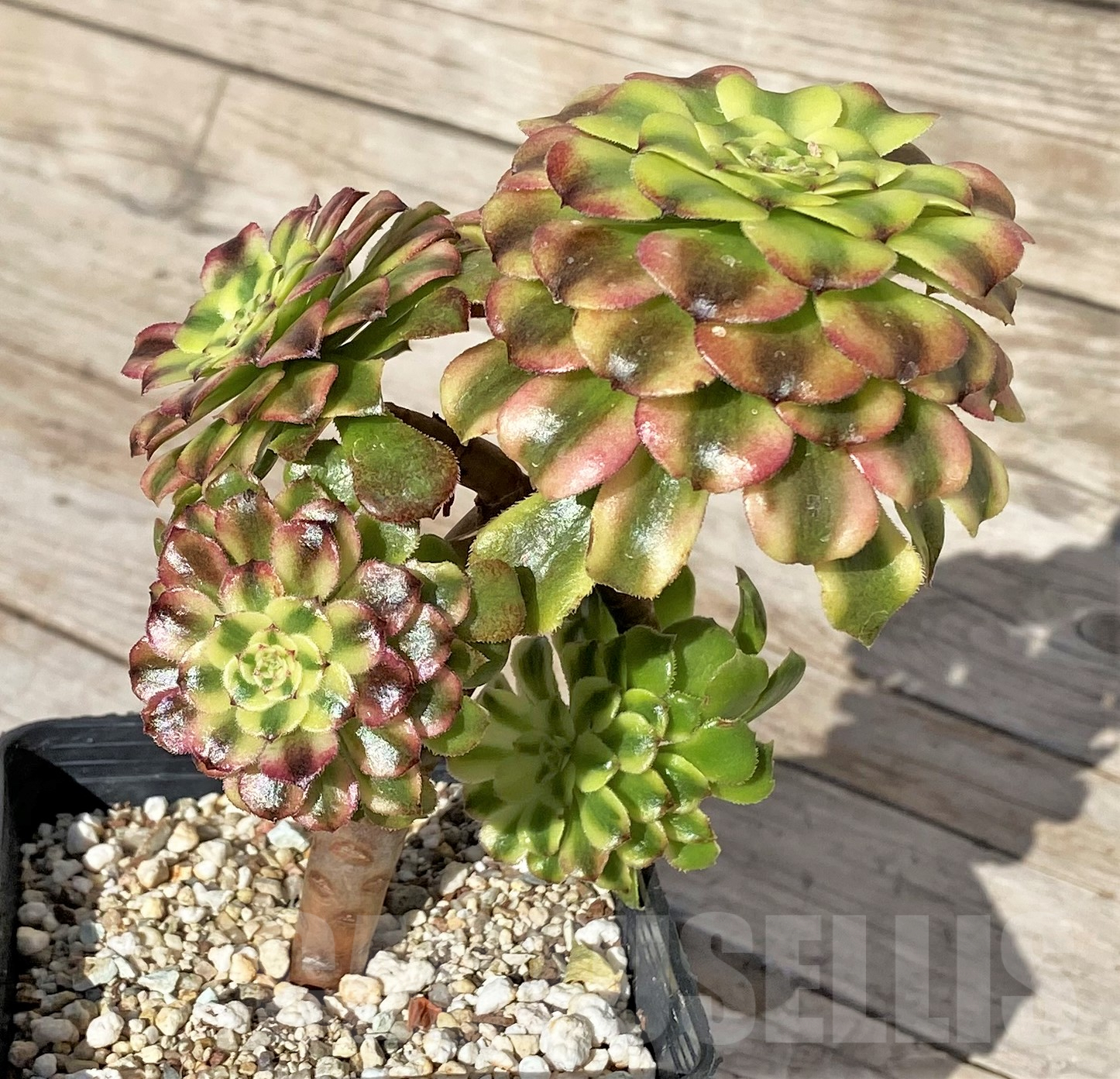 SHPR41855 Aeonium ‘Mardi Gras’ - immagine 2