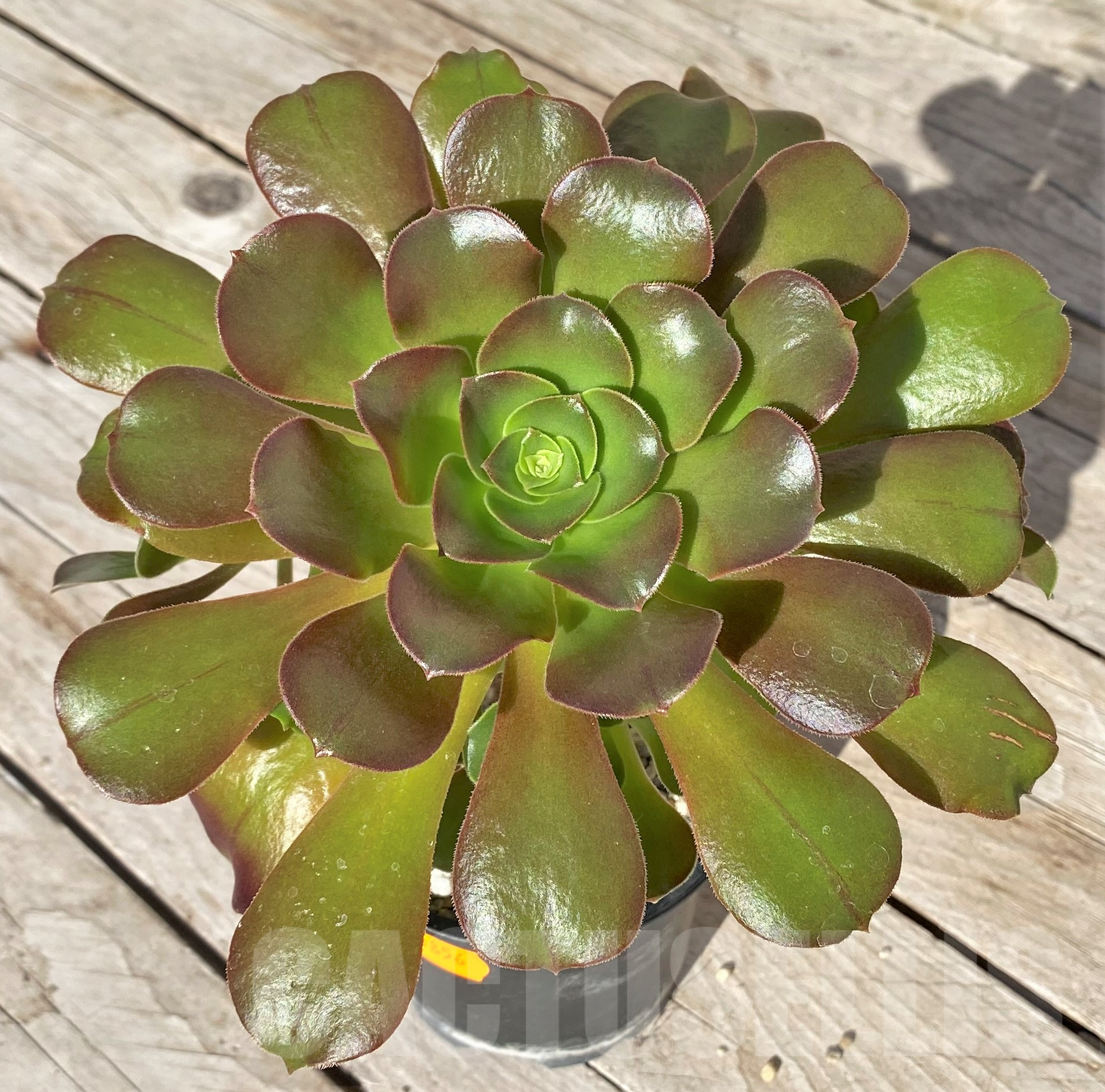 SHPR41856 Aeonium sp.