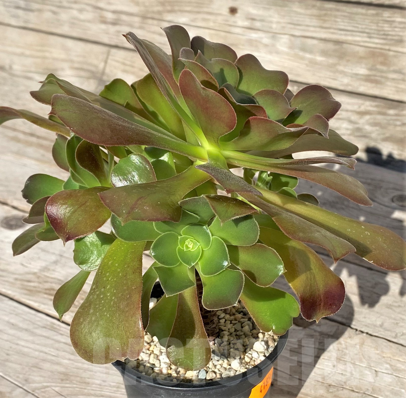 SHPR41856 Aeonium sp. - Image 2