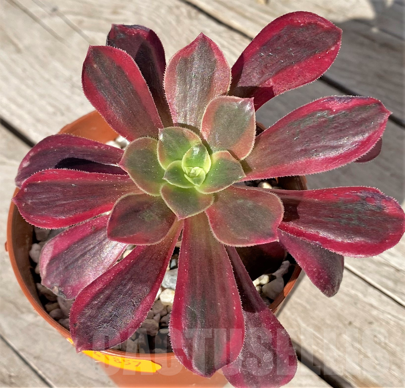 SHPR41857 Aeonium ‘Pink Witch’ / ‘Red Witch’