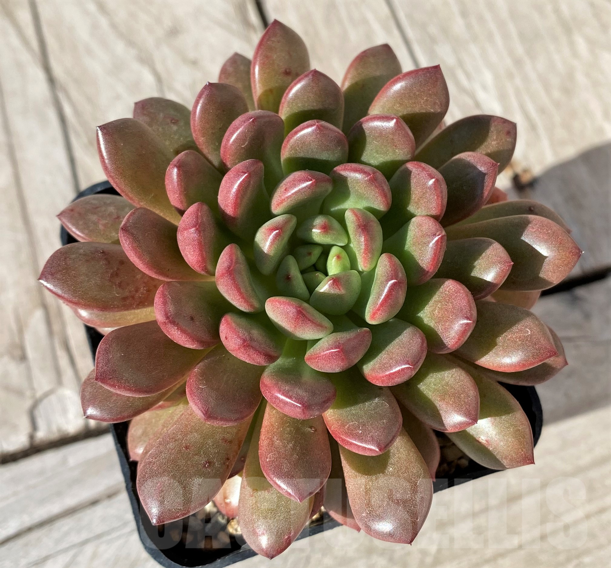 SHPR41859 Sedeveria 'Pink Ruby' - immagine 2