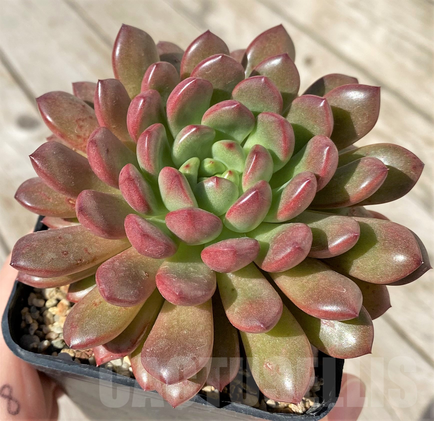 SHPR41859 Sedeveria 'Pink Ruby'