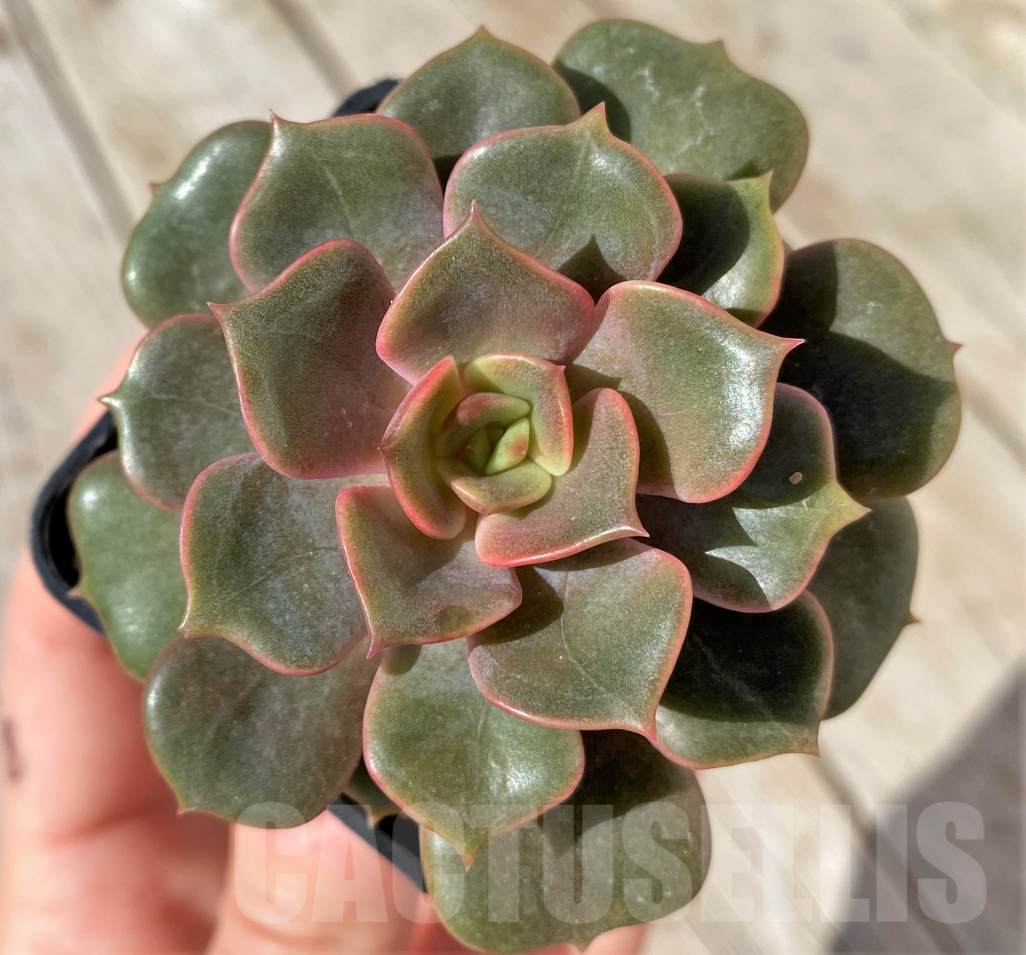 SHPR41860 Echeveria hybrid