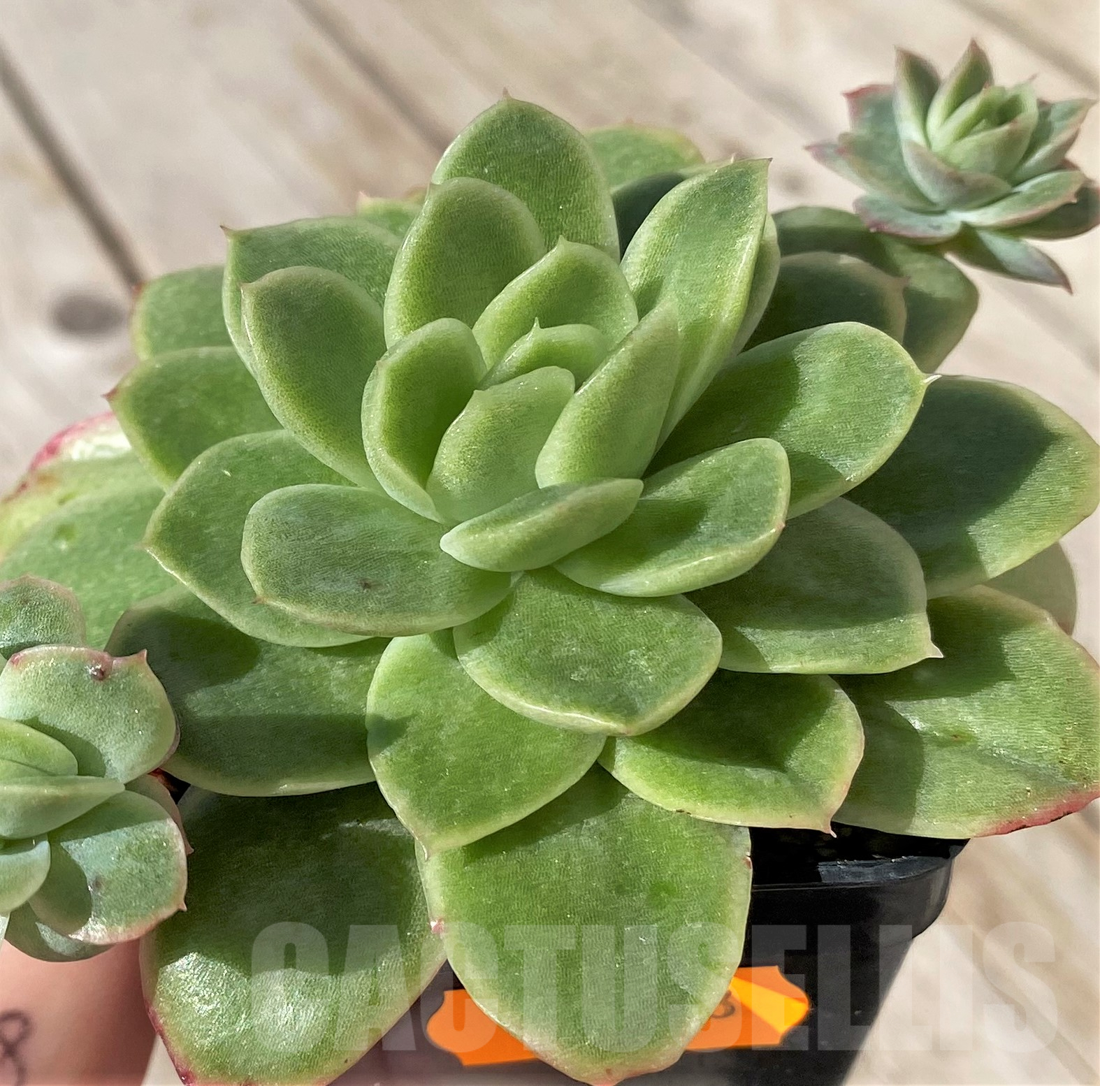 SHPR41863 Echeveria hybrid
