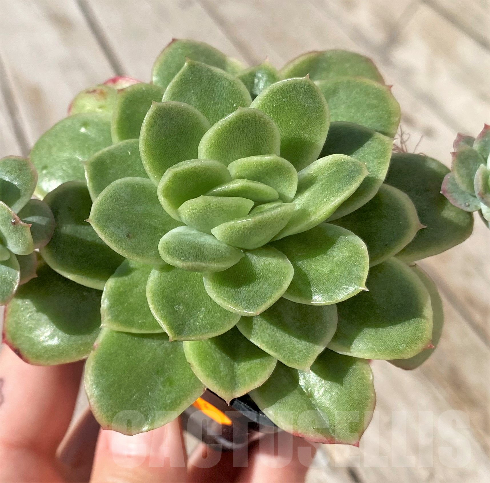 SHPR41863 Echeveria hybrid - Image 2